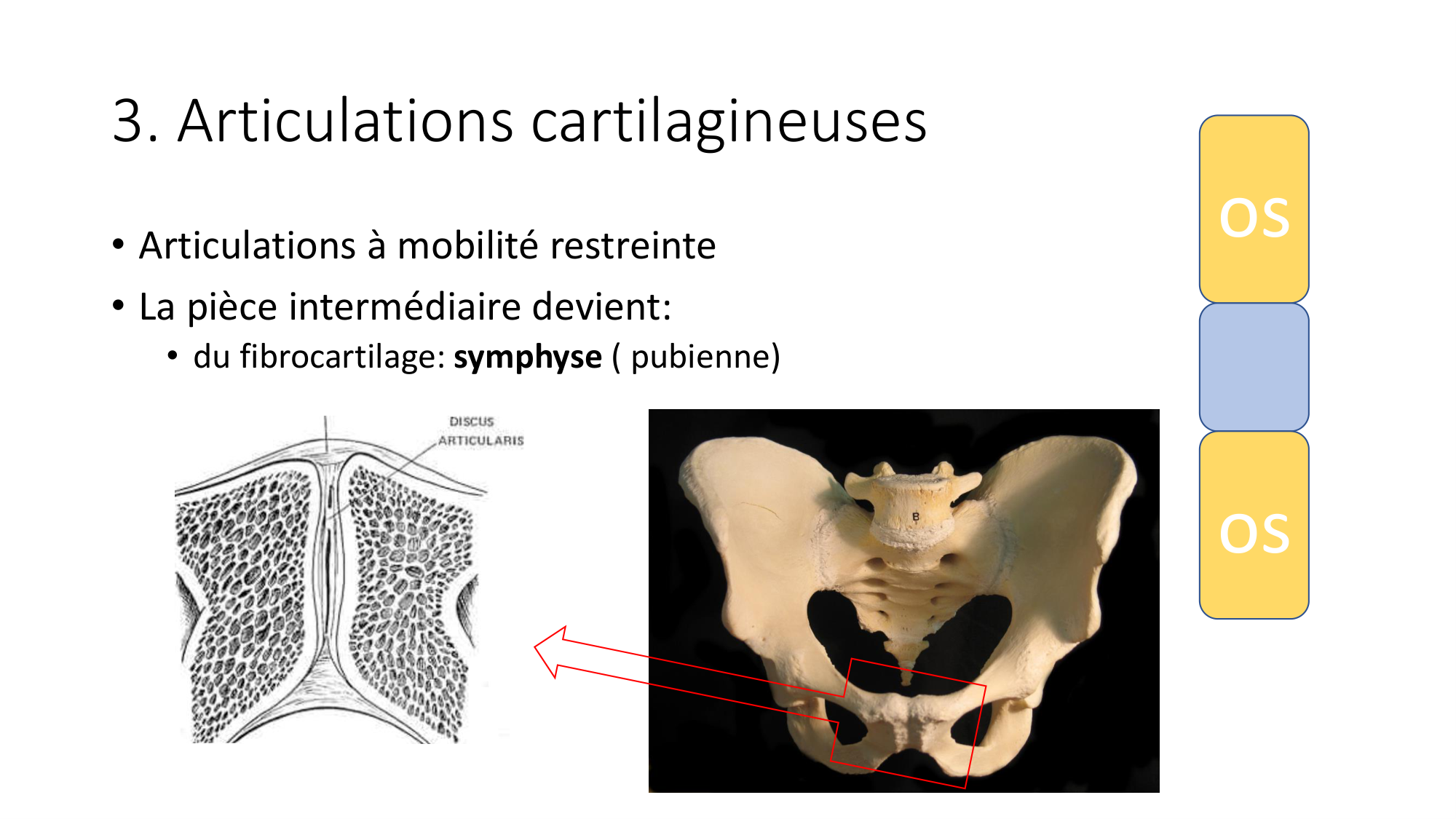 1 BA généralité ostéologie arthrologie 2025-26 page 24