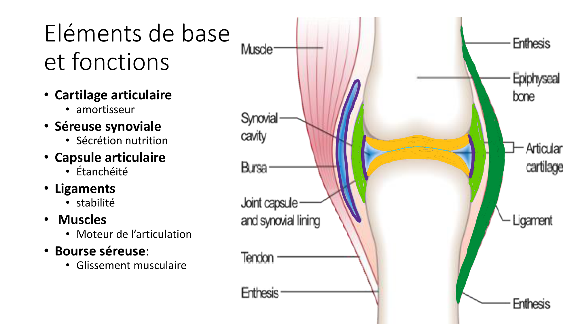 1 BA généralité ostéologie arthrologie 2025-26 page 26