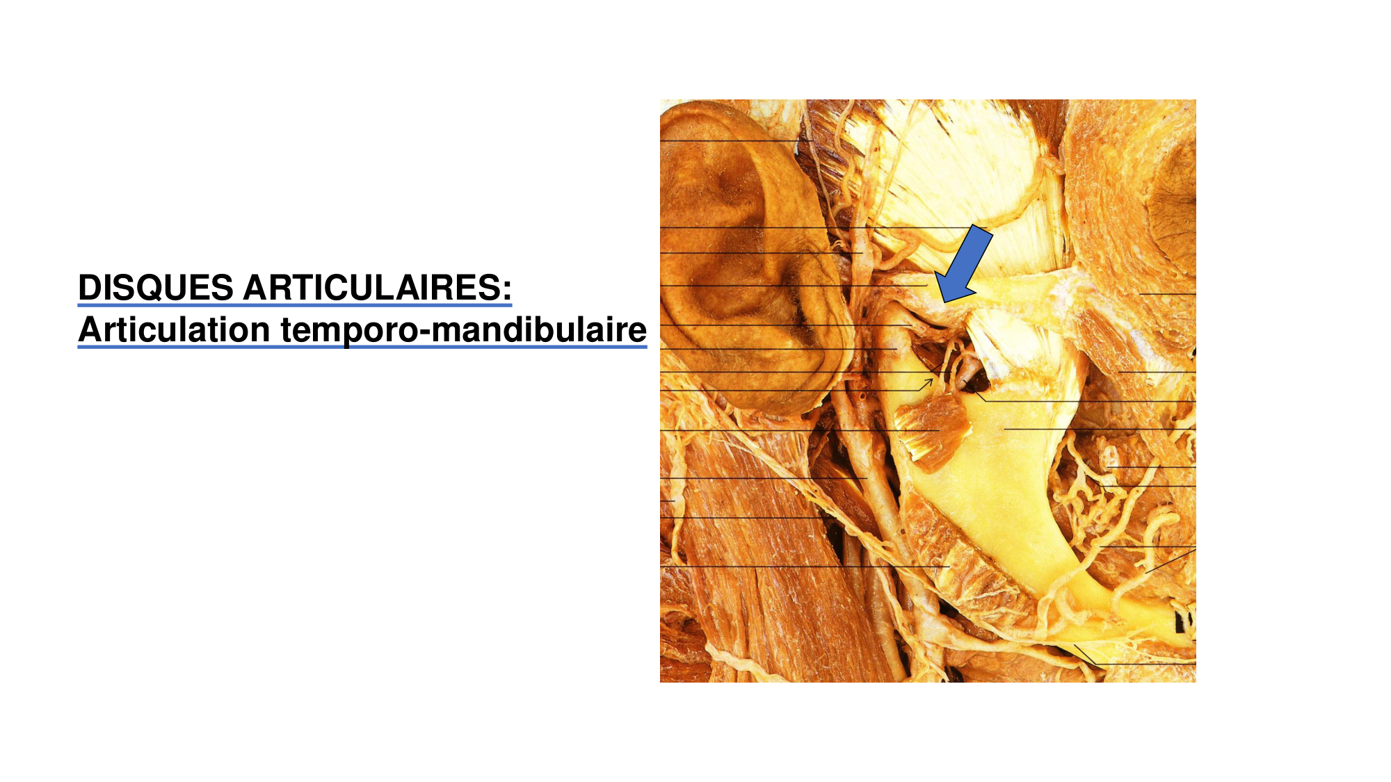 1 BA généralité ostéologie arthrologie 2025-26 page 29