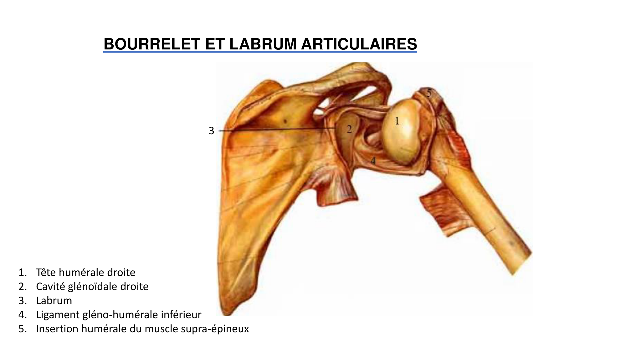 1 BA généralité ostéologie arthrologie 2025-26 page 34