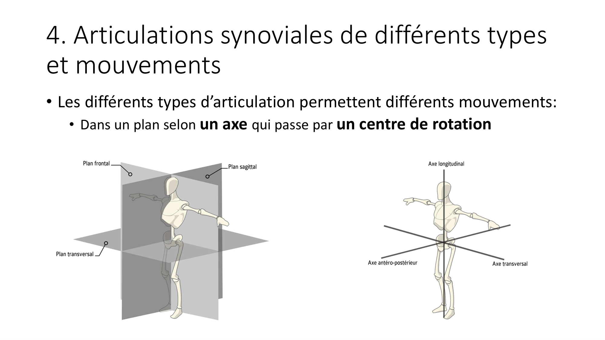 1 BA généralité ostéologie arthrologie 2025-26 page 36