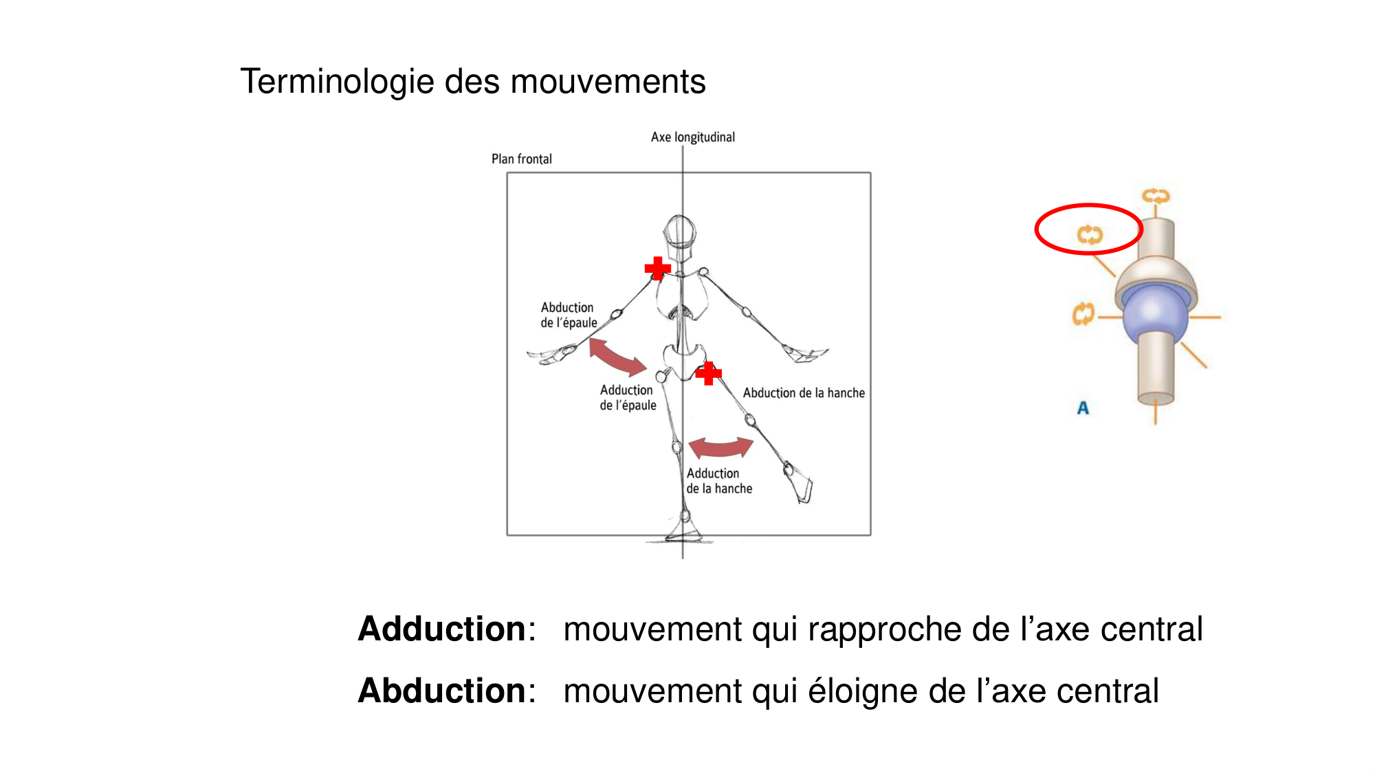 1 BA généralité ostéologie arthrologie 2025-26 page 38