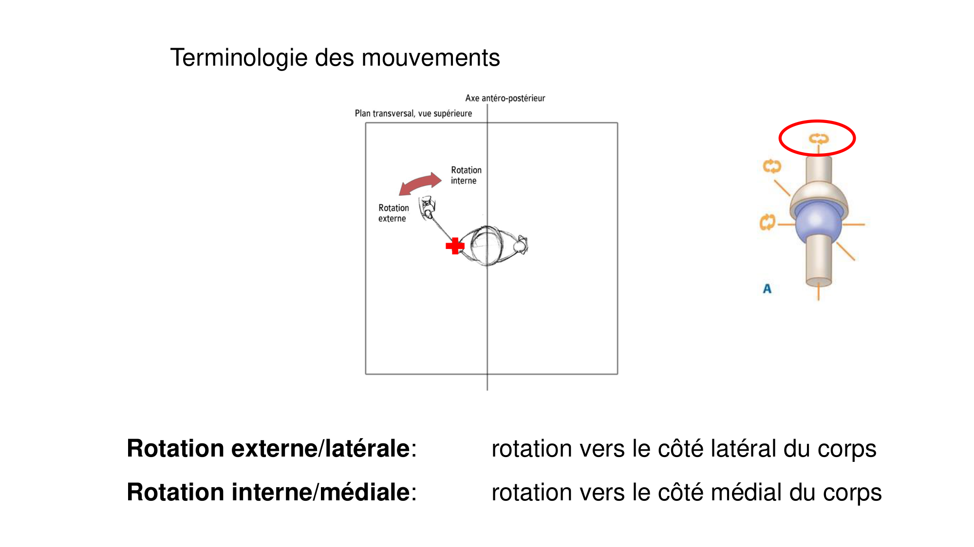 1 BA généralité ostéologie arthrologie 2025-26 page 39
