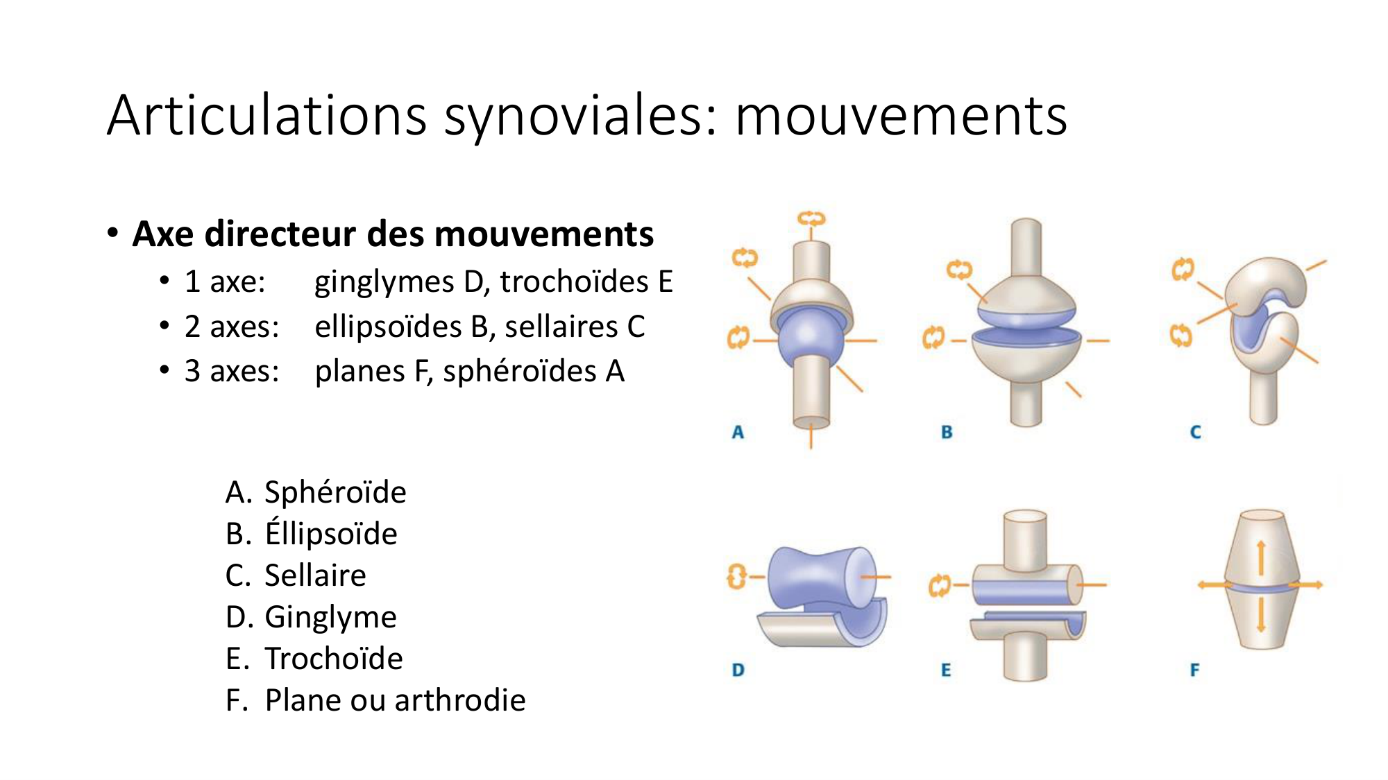 1 BA généralité ostéologie arthrologie 2025-26 page 42