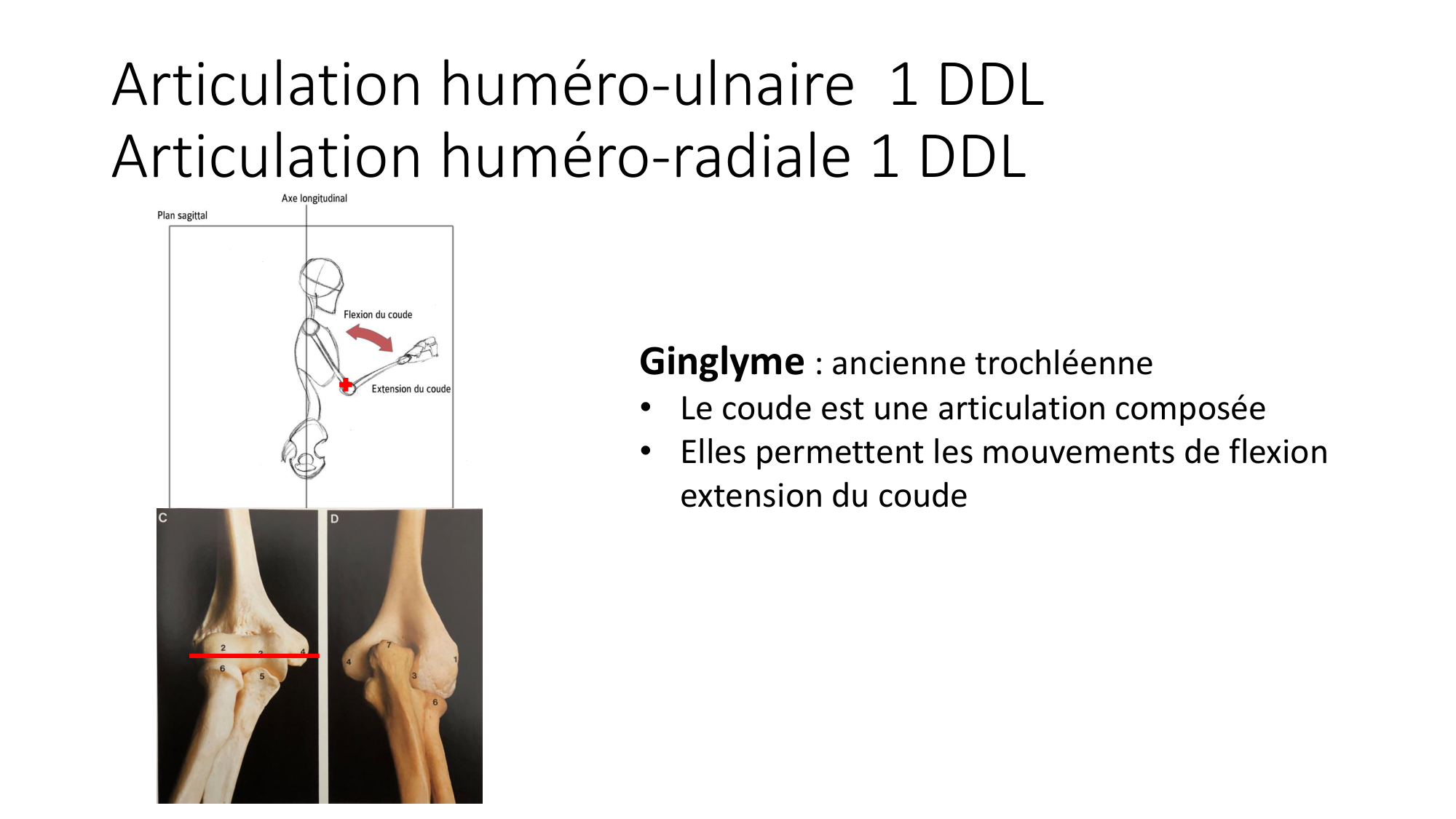 1 BA généralité ostéologie arthrologie 2025-26 page 44