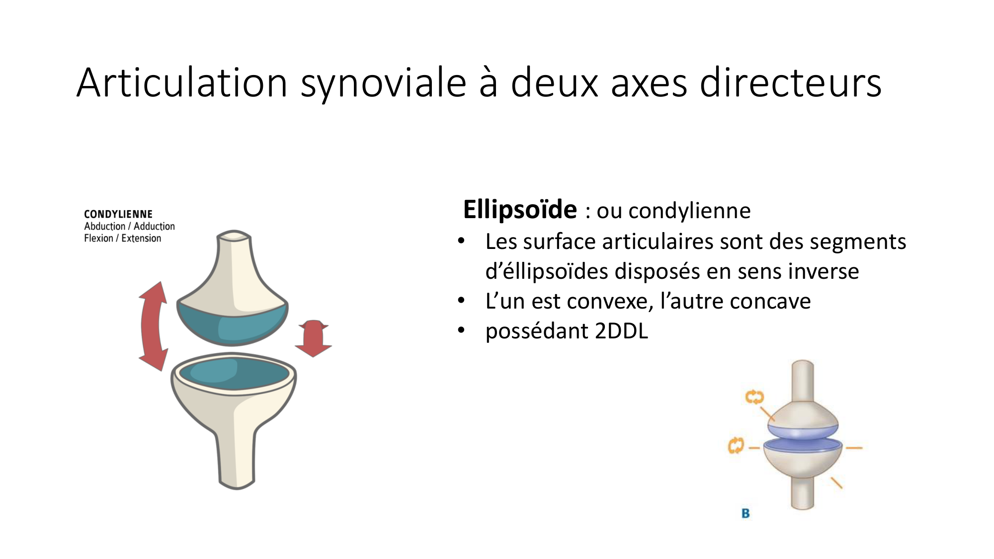 1 BA généralité ostéologie arthrologie 2025-26 page 50