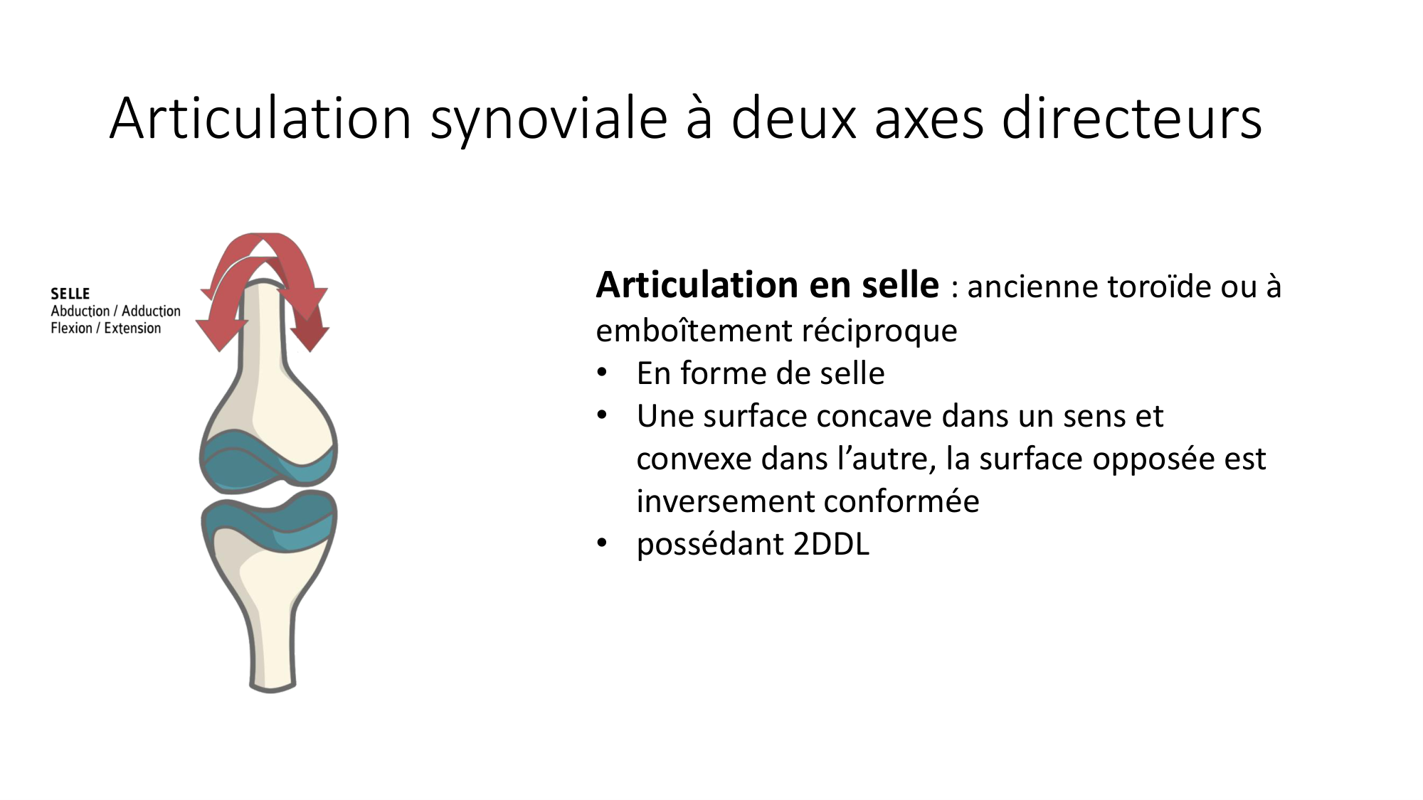 1 BA généralité ostéologie arthrologie 2025-26 page 56