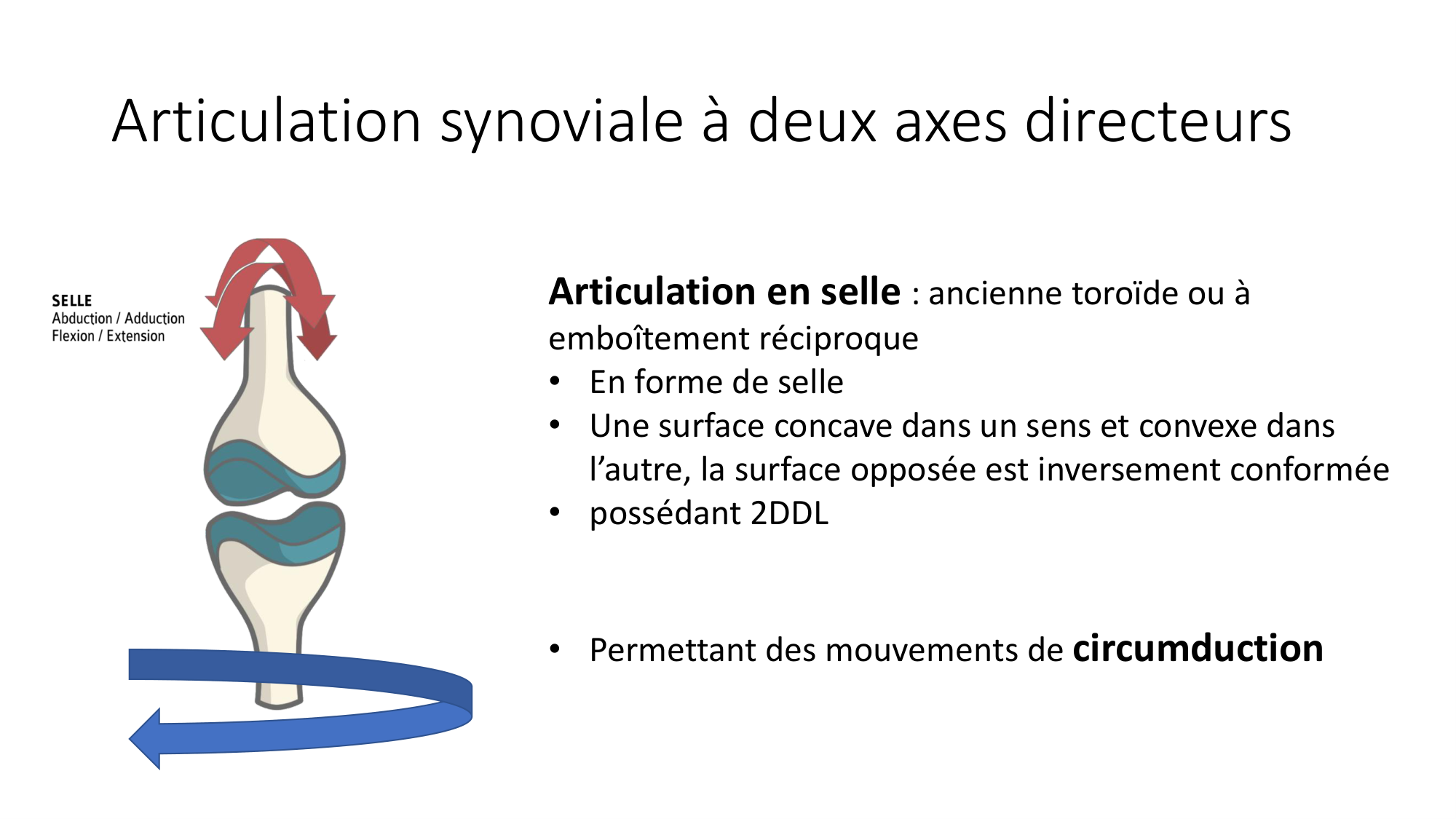 1 BA généralité ostéologie arthrologie 2025-26 page 58