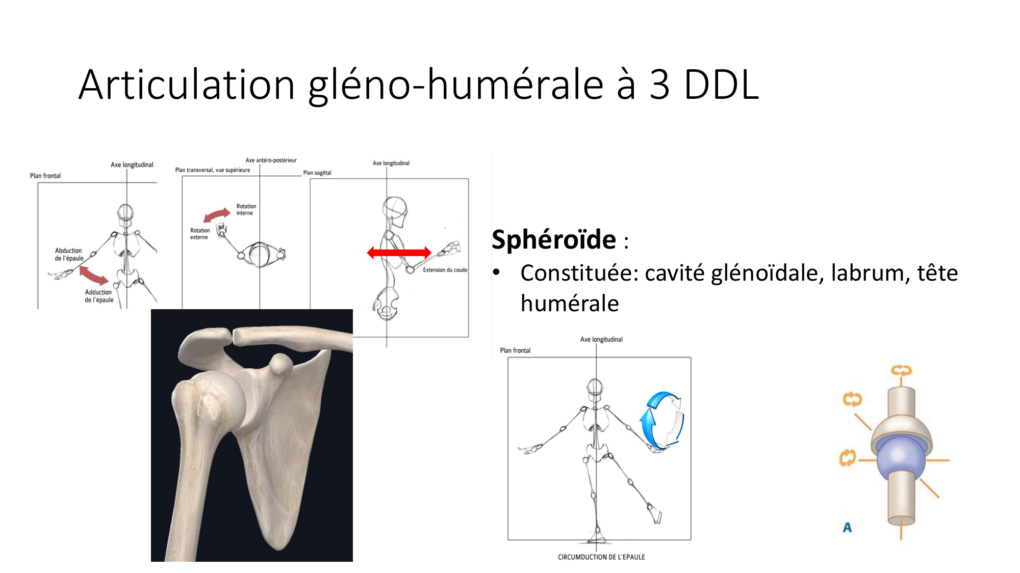 1 BA généralité ostéologie arthrologie 2025-26 page 65