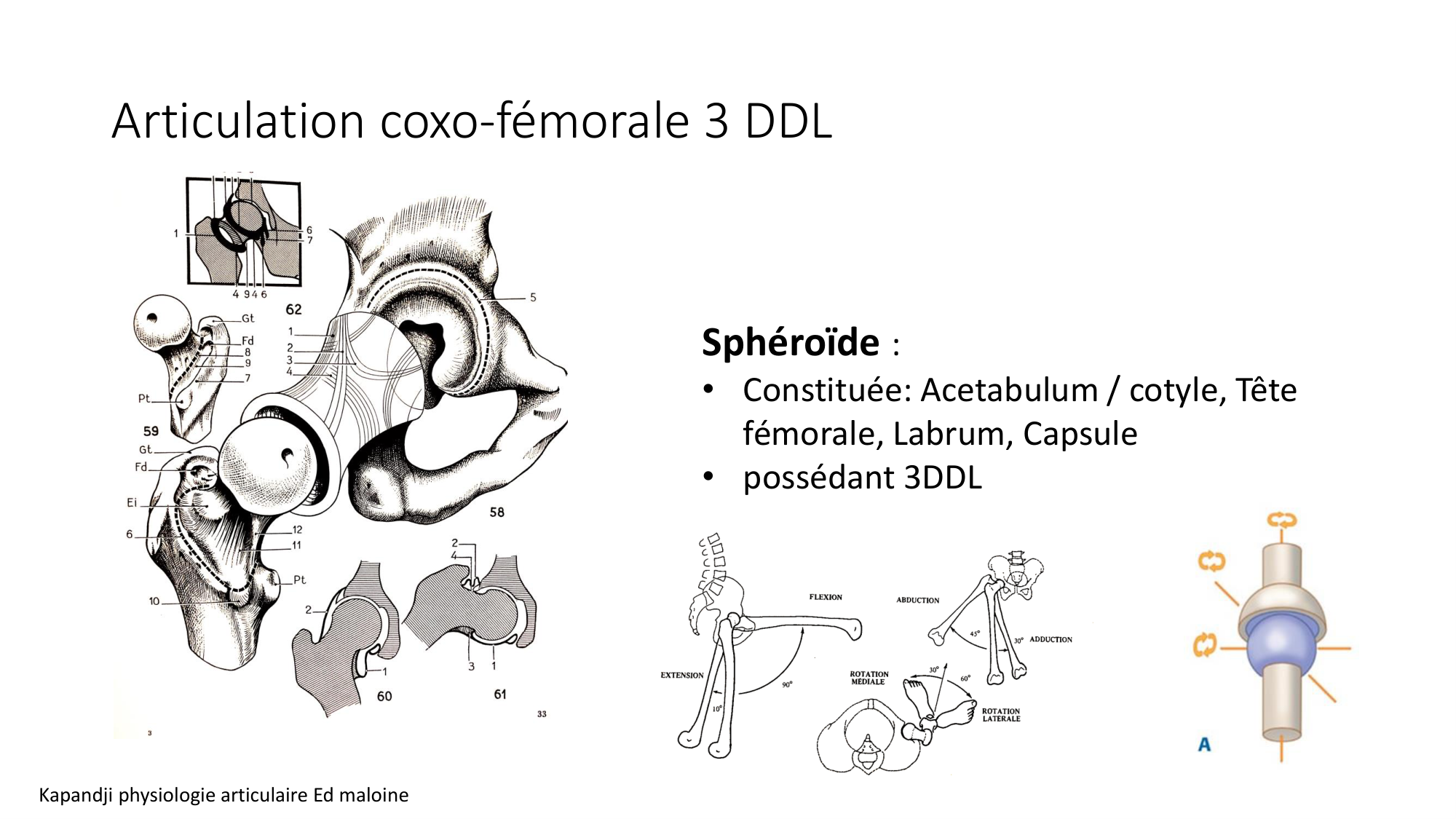 1 BA généralité ostéologie arthrologie 2025-26 page 66