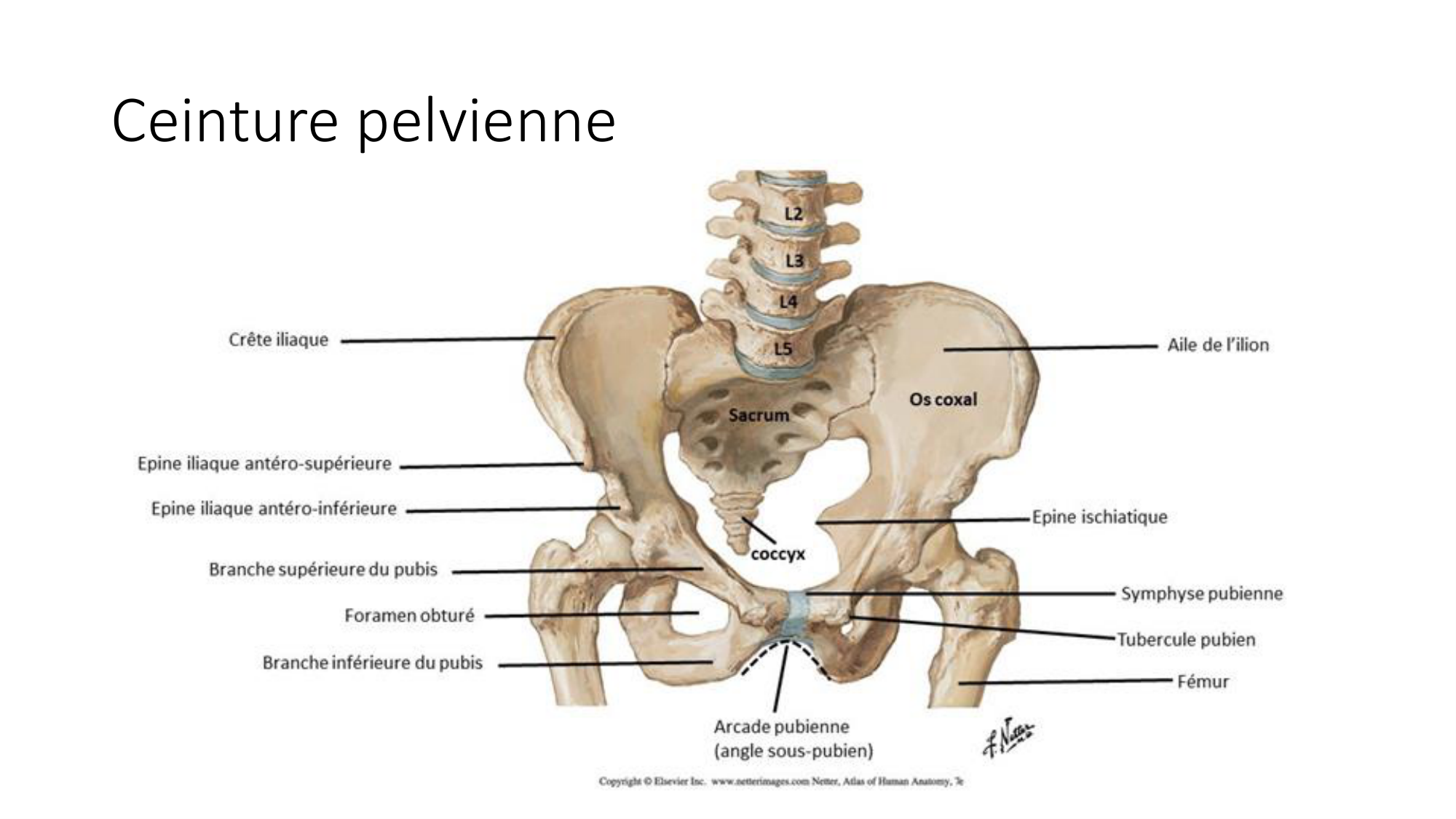 1 BA ostélogie MI bassin 2025-26 page 4