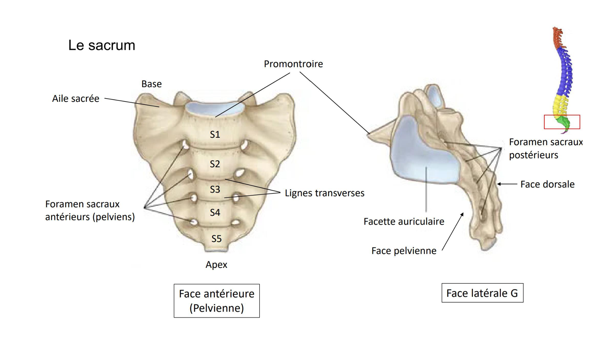 1 BA ostélogie MI bassin 2025-26 page 5