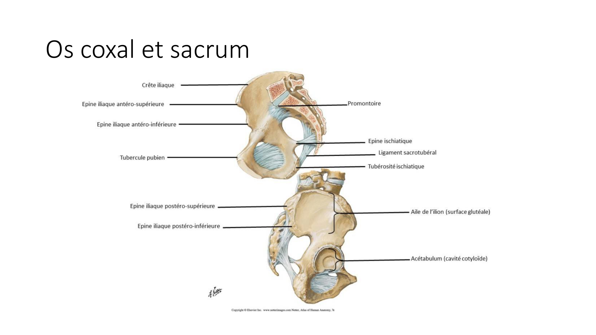 1 BA ostélogie MI bassin 2025-26 page 11