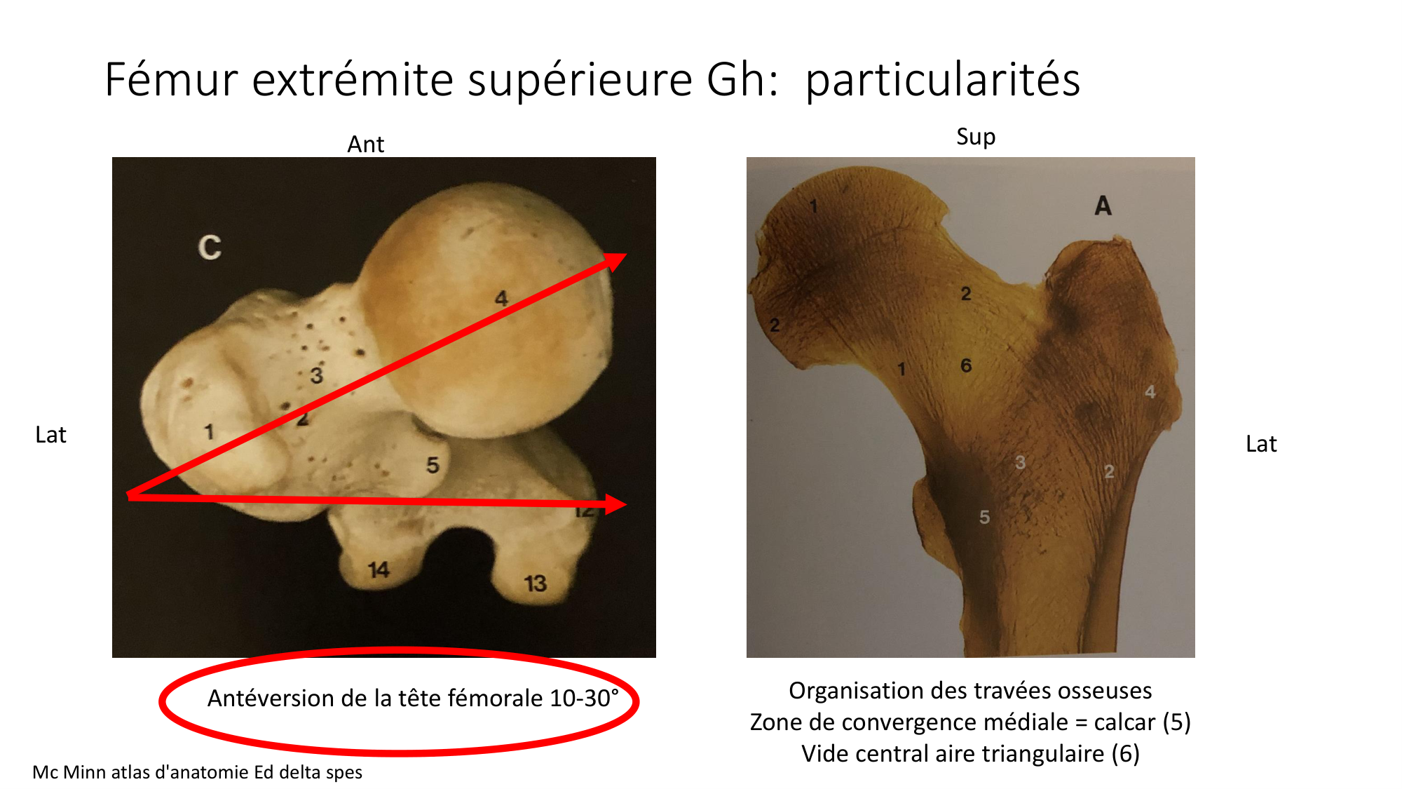 1 BA ostélogie MI bassin 2025-26 page 14