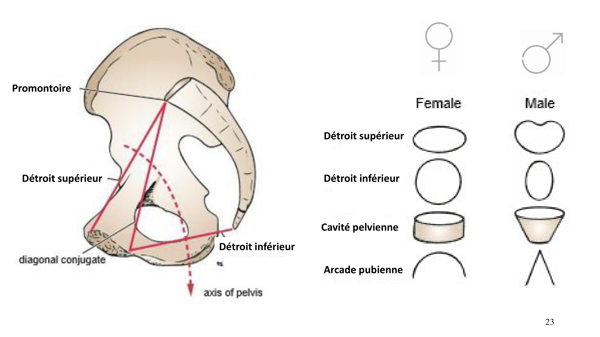 1 BA ostélogie MI bassin 2025-26 page 23