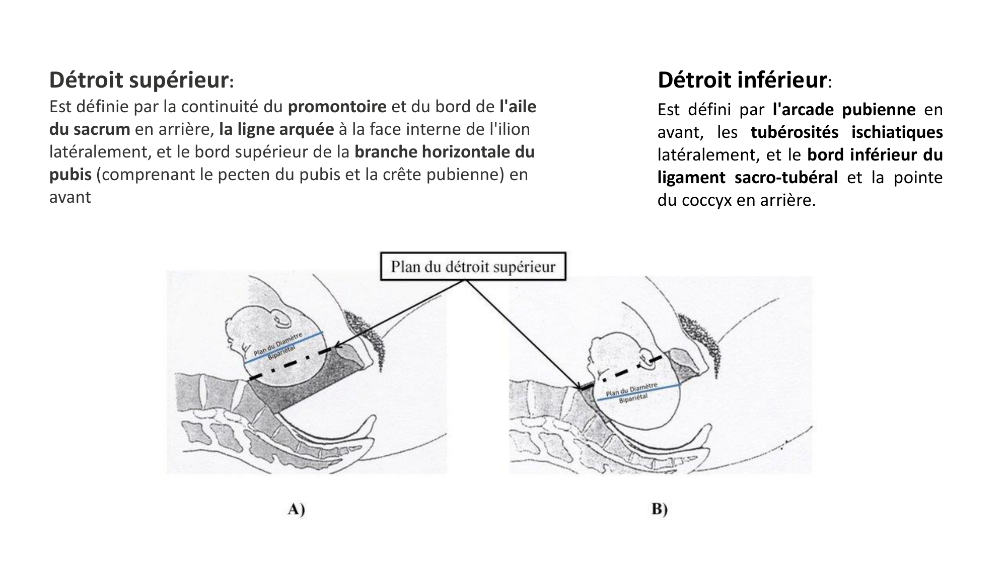 1 BA ostélogie MI bassin 2025-26 page 24