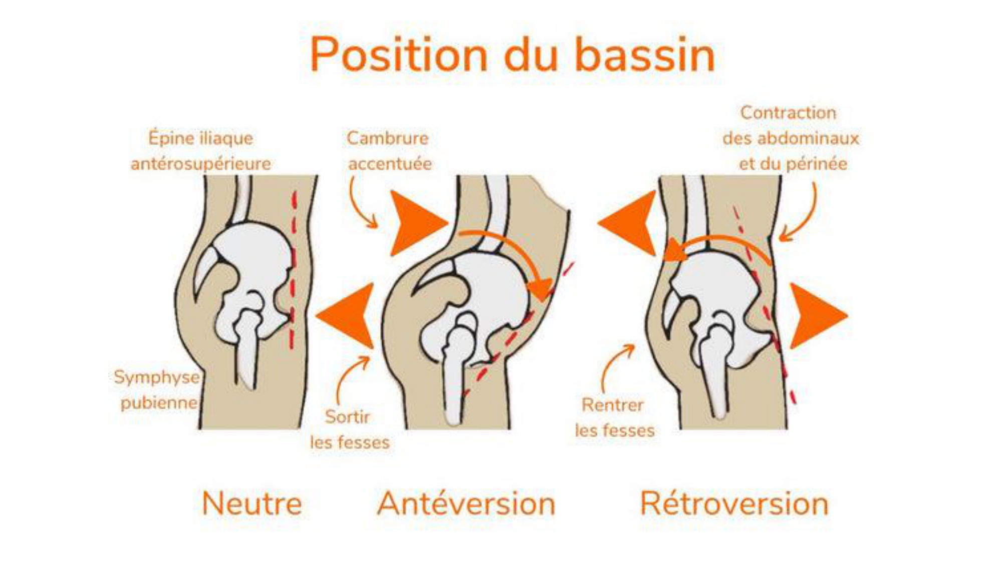 1 BA ostélogie MI bassin 2025-26 page 25