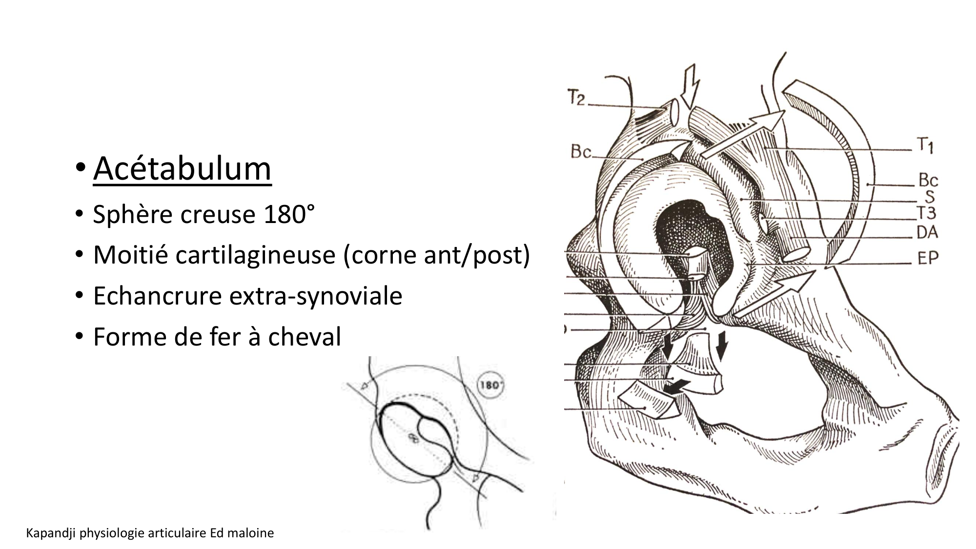 1 BA ostélogie MI bassin 2025-26 page 28