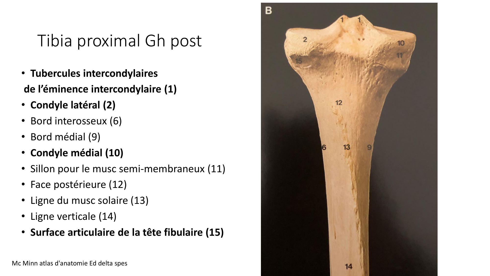 1 BA ostélogie MI bassin 2025-26 page 44