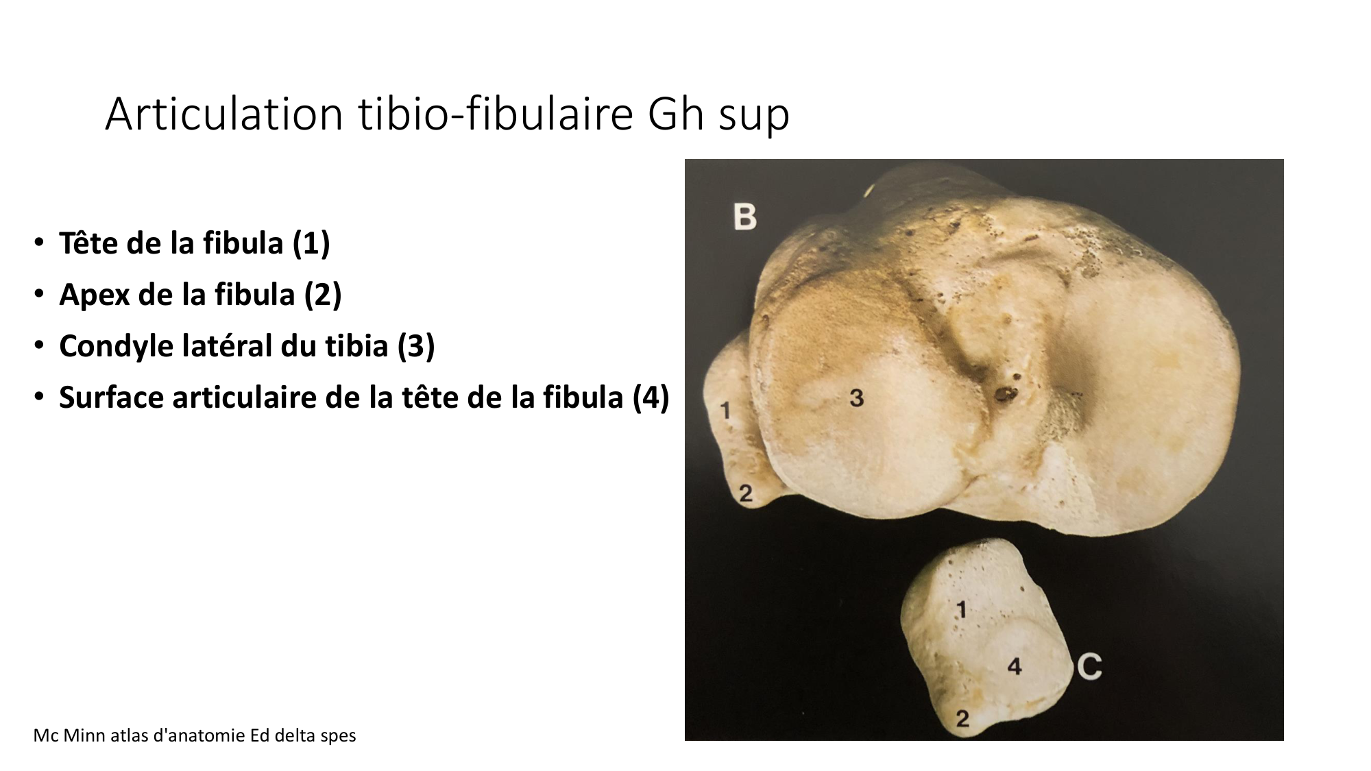 1 BA ostélogie MI bassin 2025-26 page 48