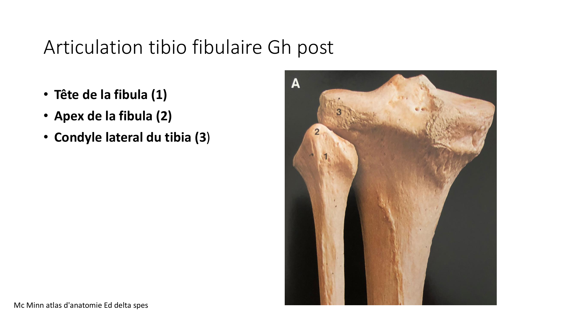 1 BA ostélogie MI bassin 2025-26 page 49