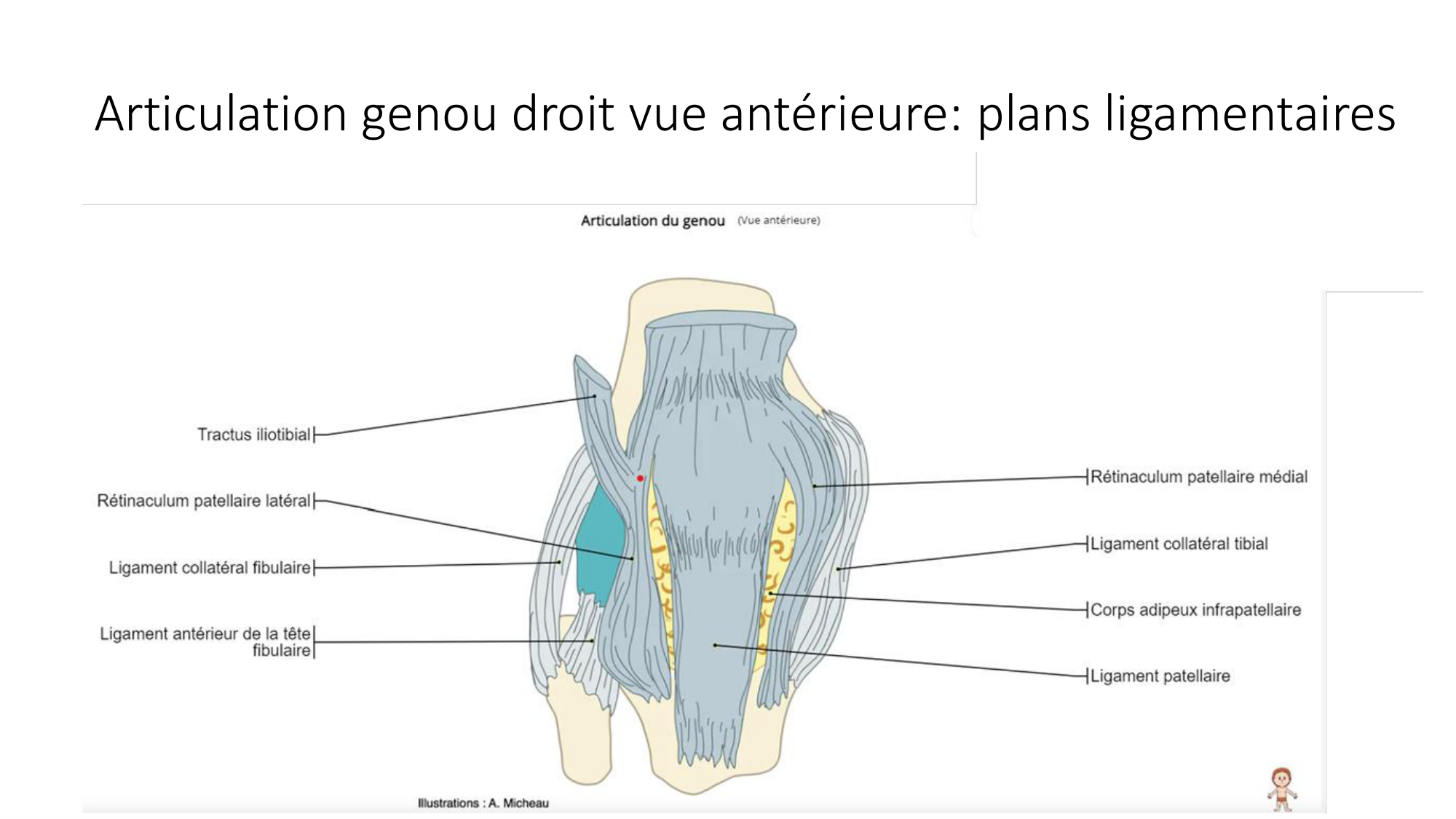 1 BA ostélogie MI bassin 2025-26 page 51