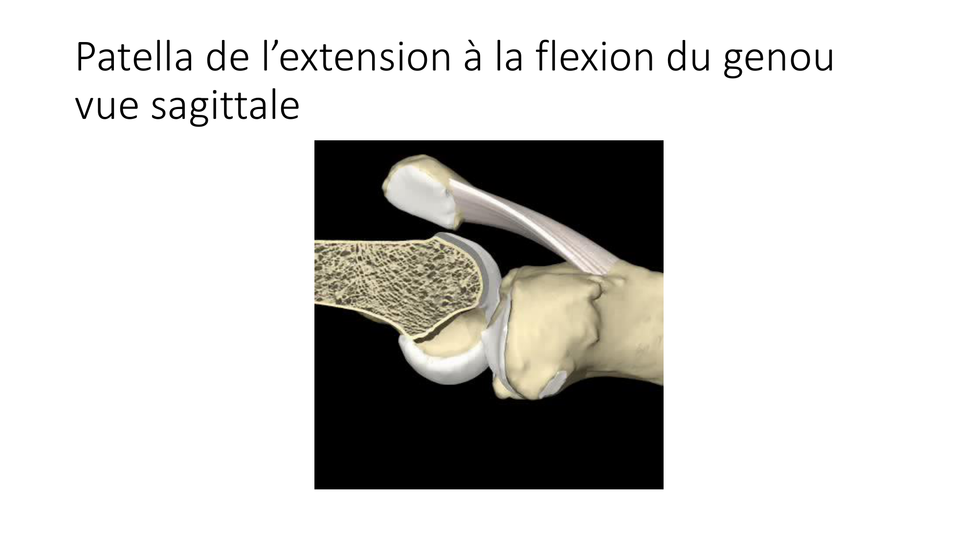 1 BA ostélogie MI bassin 2025-26 page 55