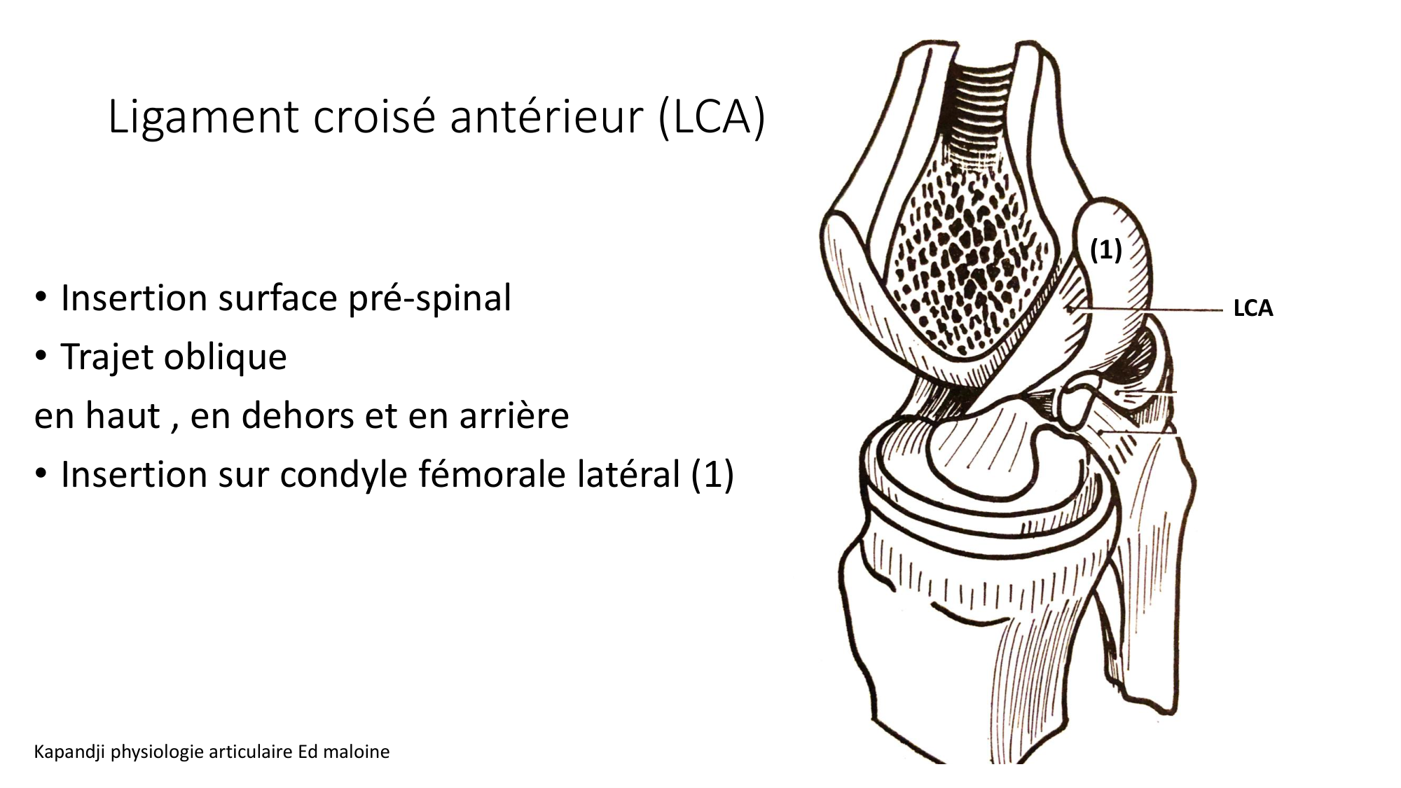 1 BA ostélogie MI bassin 2025-26 page 67