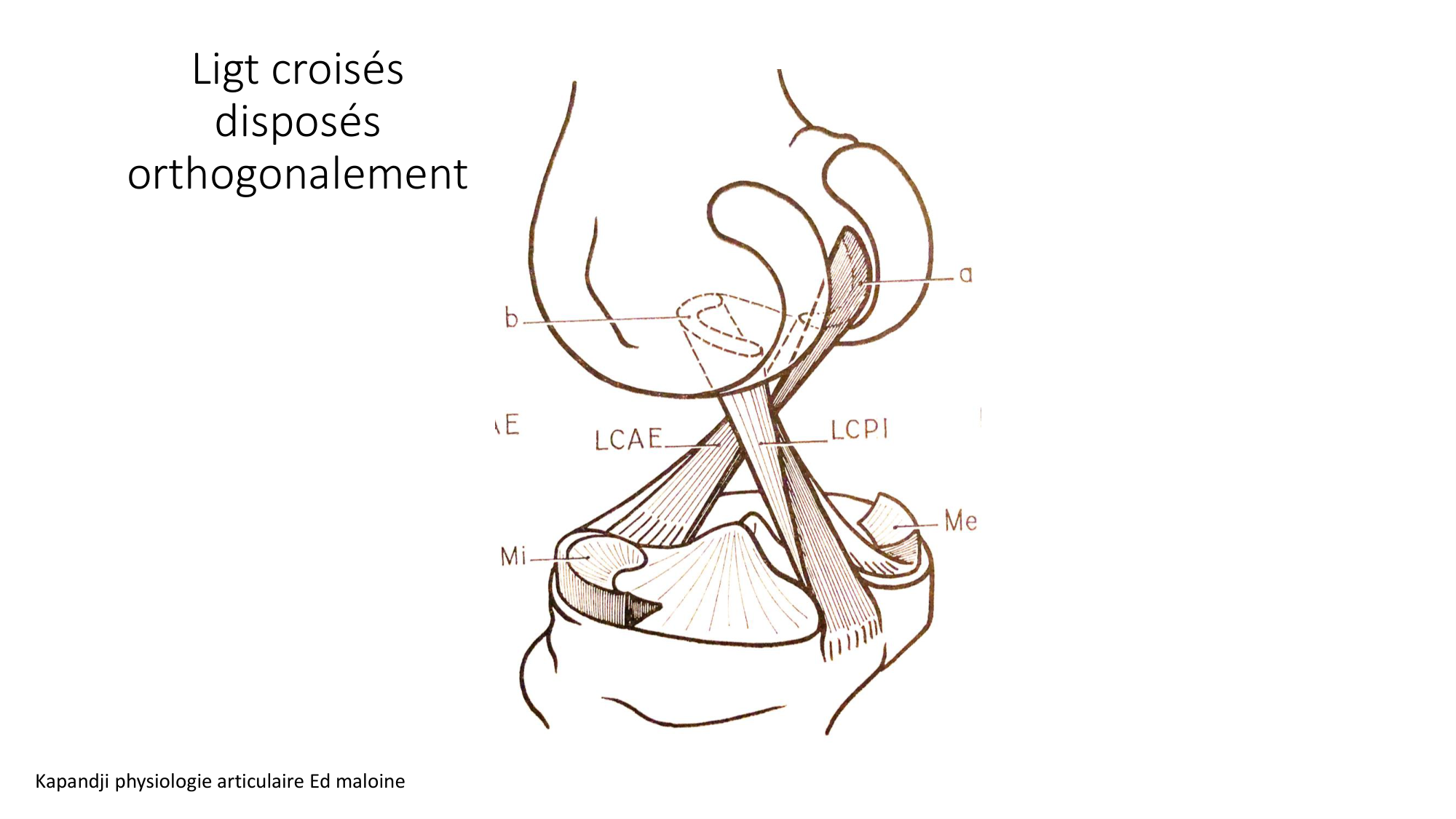 1 BA ostélogie MI bassin 2025-26 page 70