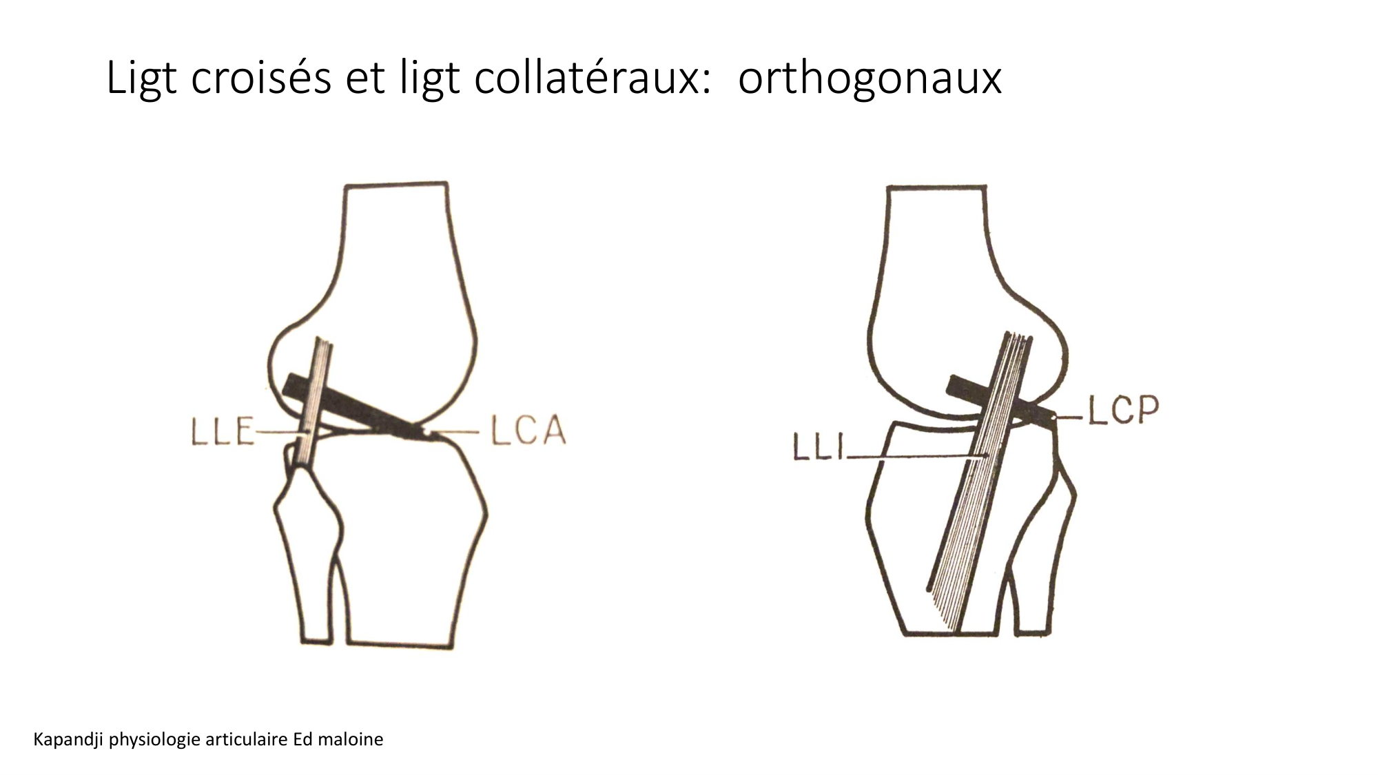1 BA ostélogie MI bassin 2025-26 page 74