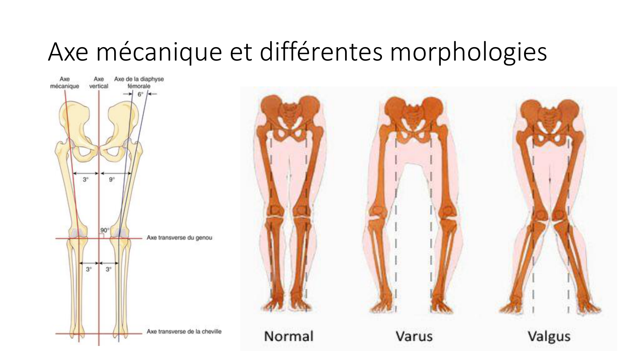 1 BA ostélogie MI bassin 2025-26 page 77