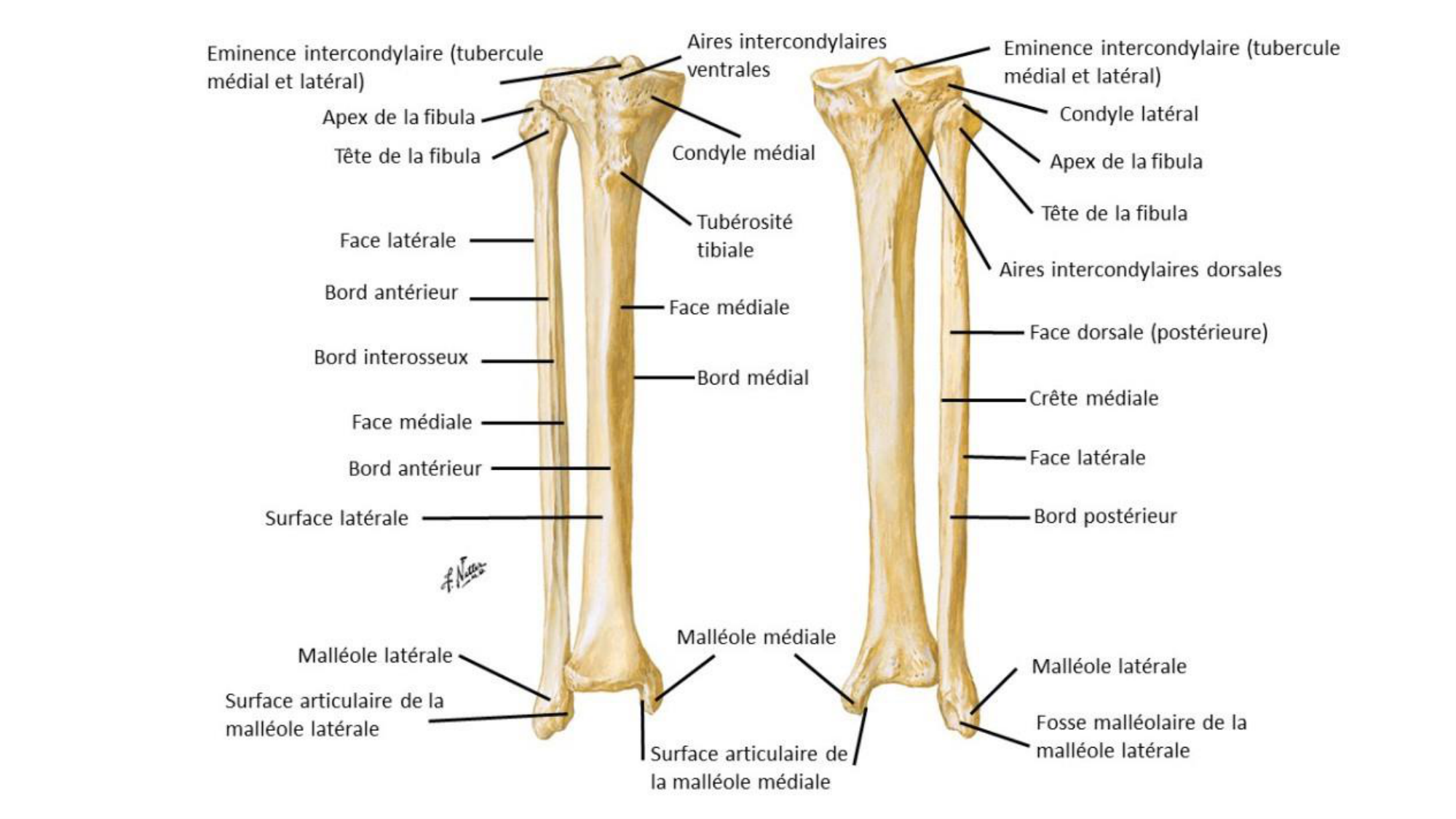 1 BA ostélogie MI bassin 2025-26 page 80