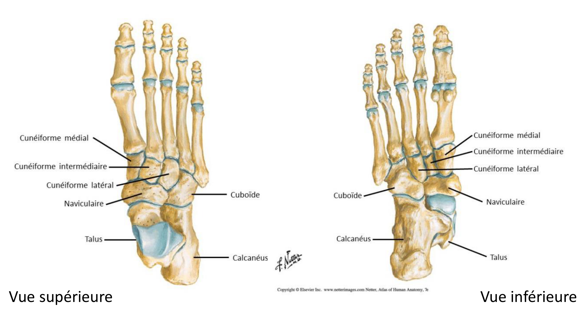 1 BA ostélogie MI bassin 2025-26 page 83