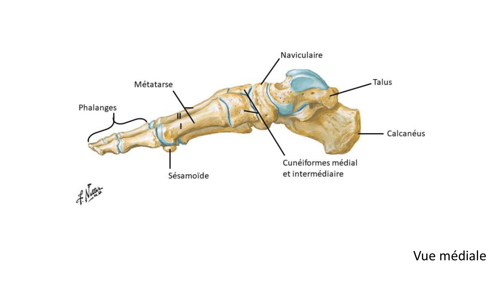 1 BA ostélogie MI bassin 2025-26 page 84