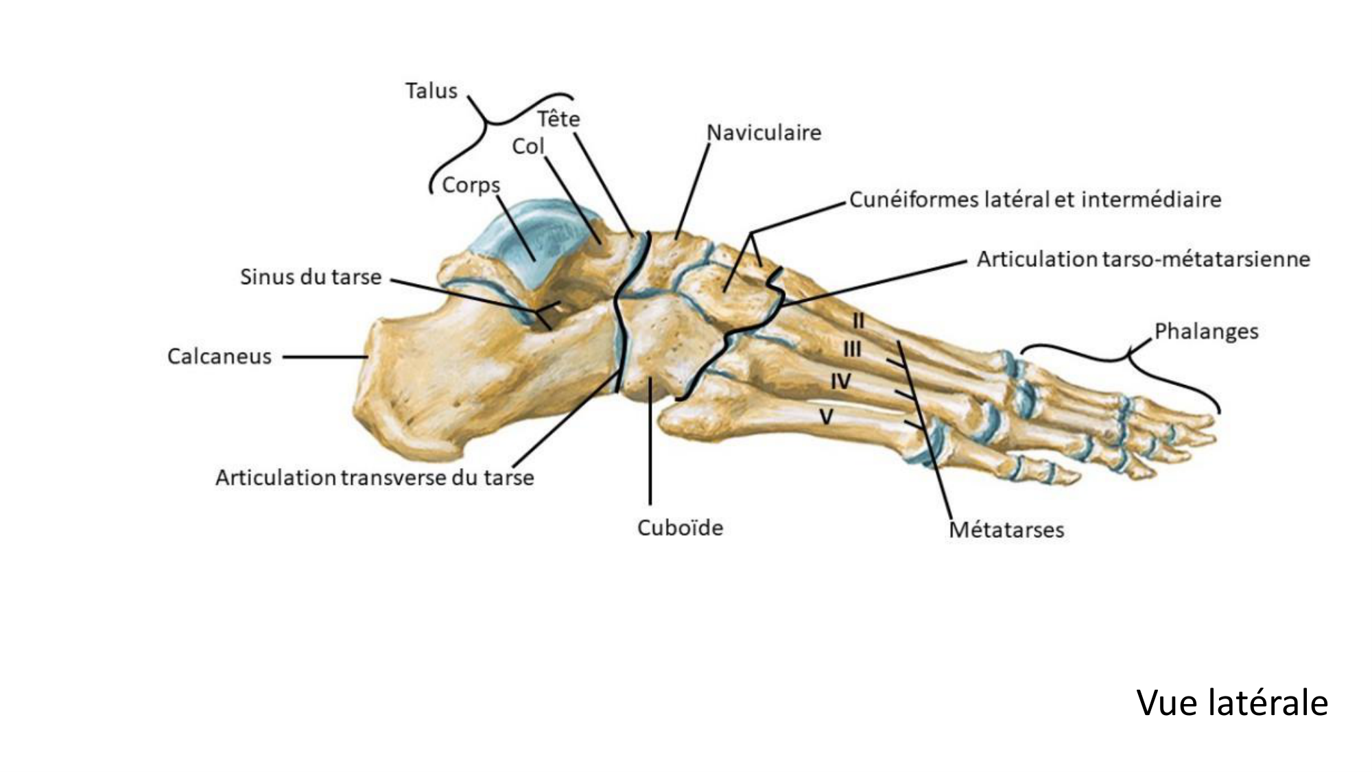 1 BA ostélogie MI bassin 2025-26 page 85