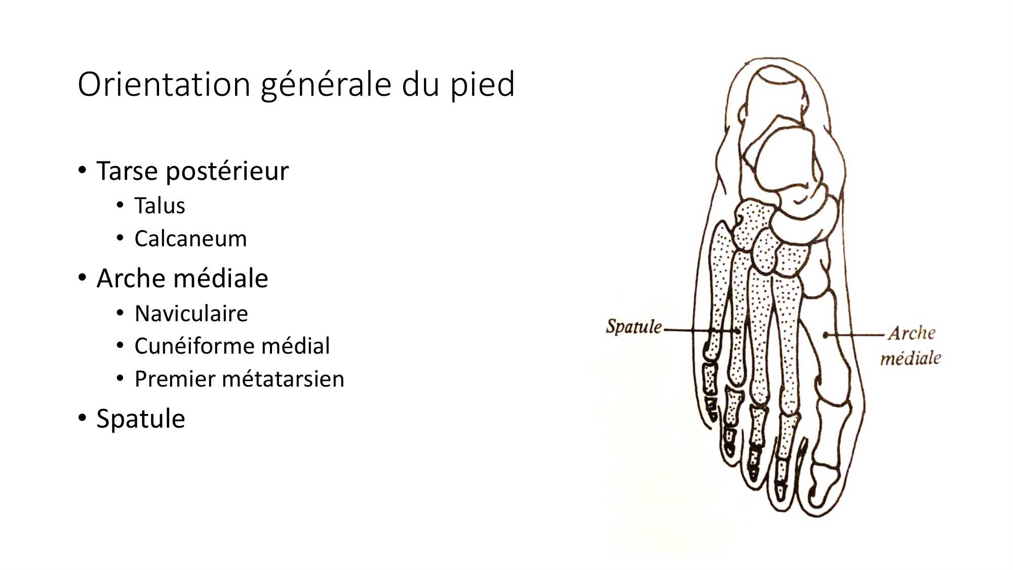 1 BA ostélogie MI bassin 2025-26 page 88