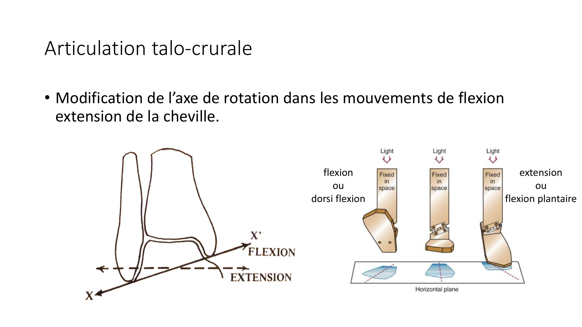 1 BA ostélogie MI bassin 2025-26 page 91