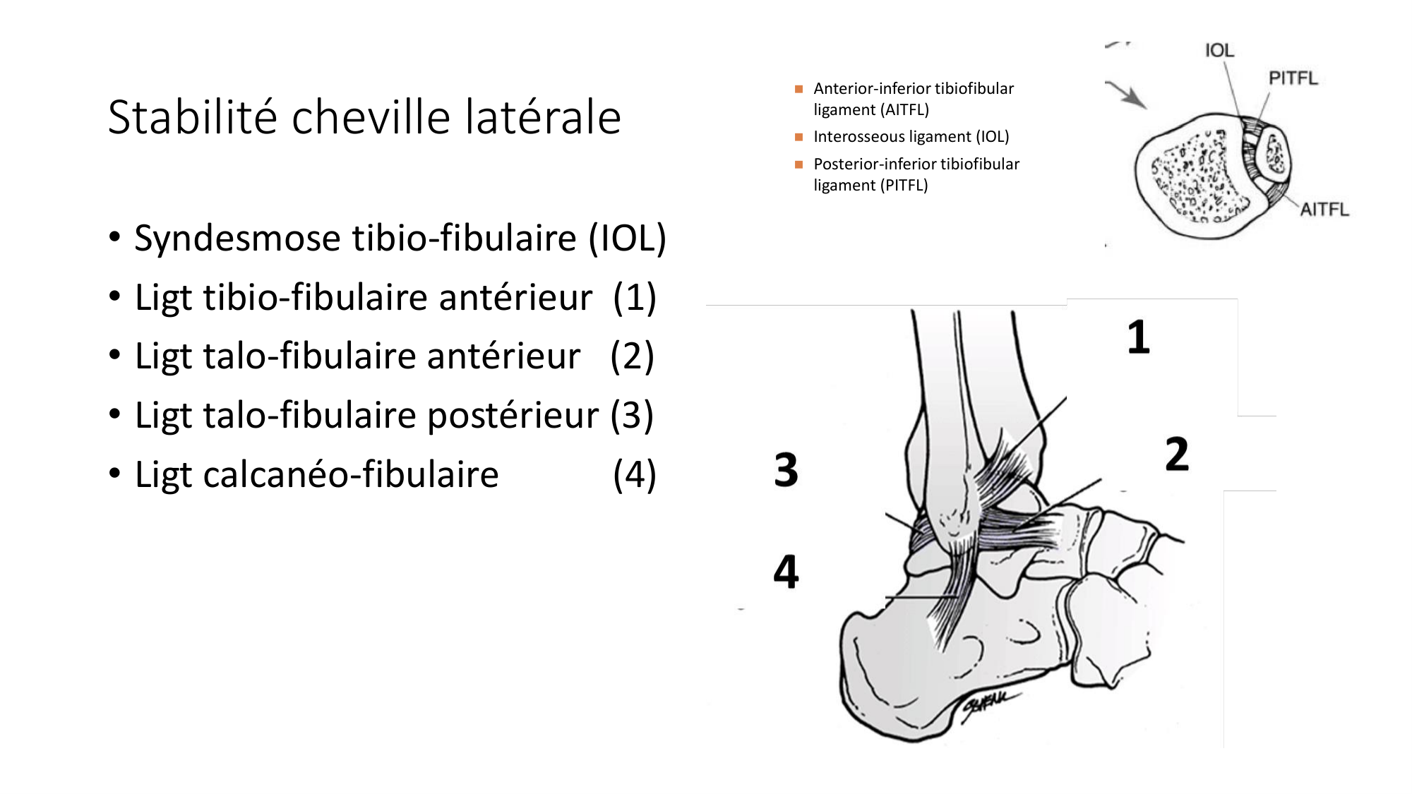 1 BA ostélogie MI bassin 2025-26 page 92