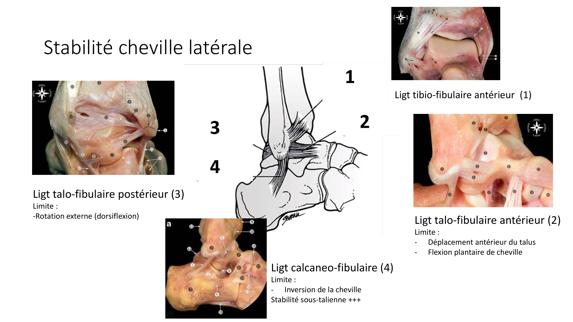1 BA ostélogie MI bassin 2025-26 page 93