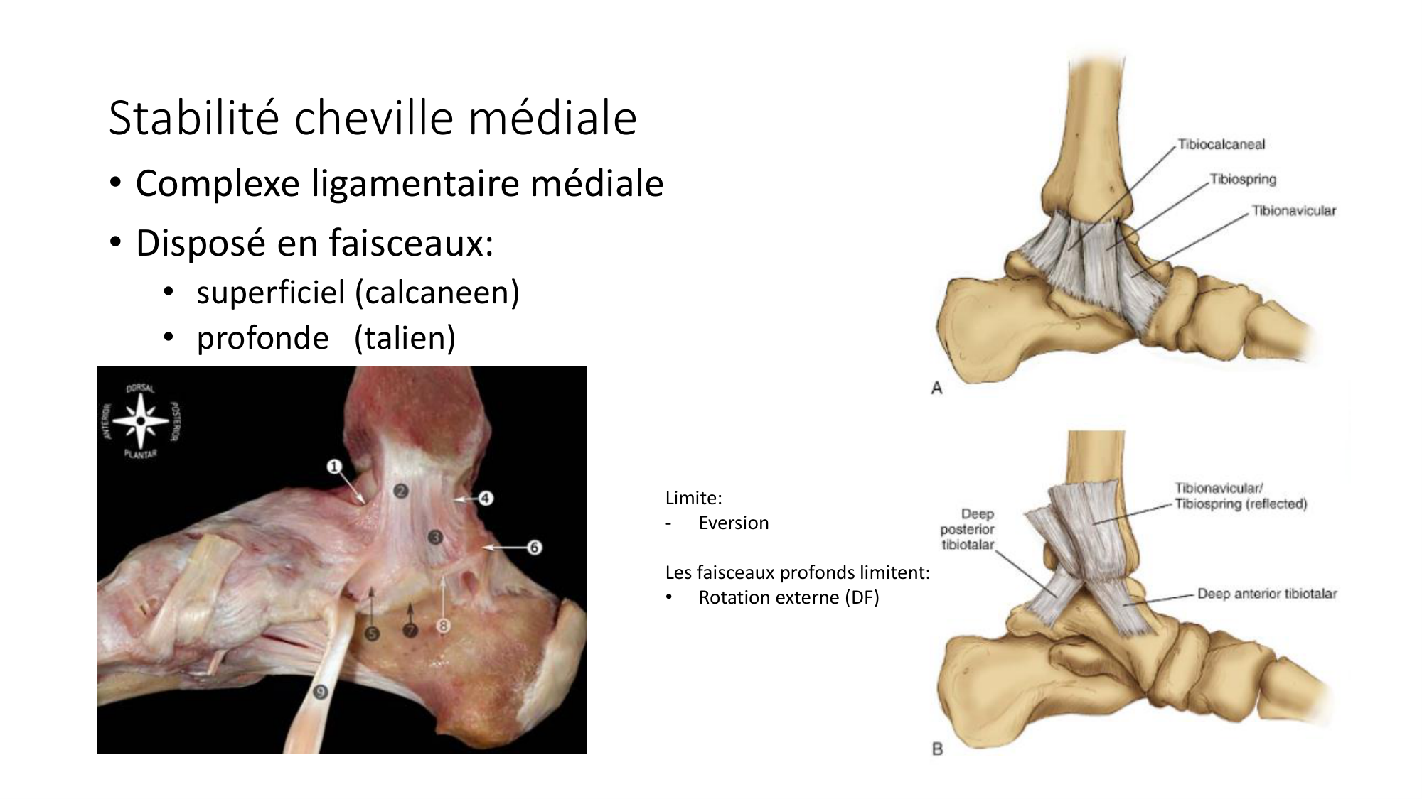 1 BA ostélogie MI bassin 2025-26 page 94
