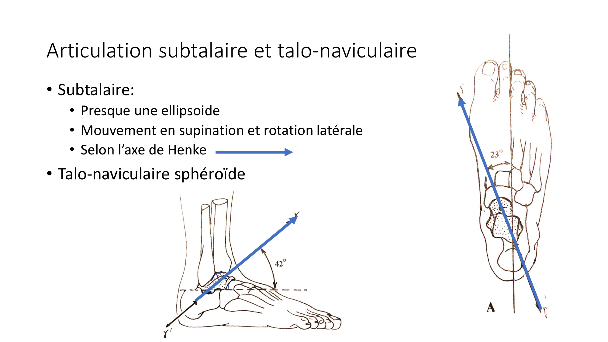 1 BA ostélogie MI bassin 2025-26 page 97