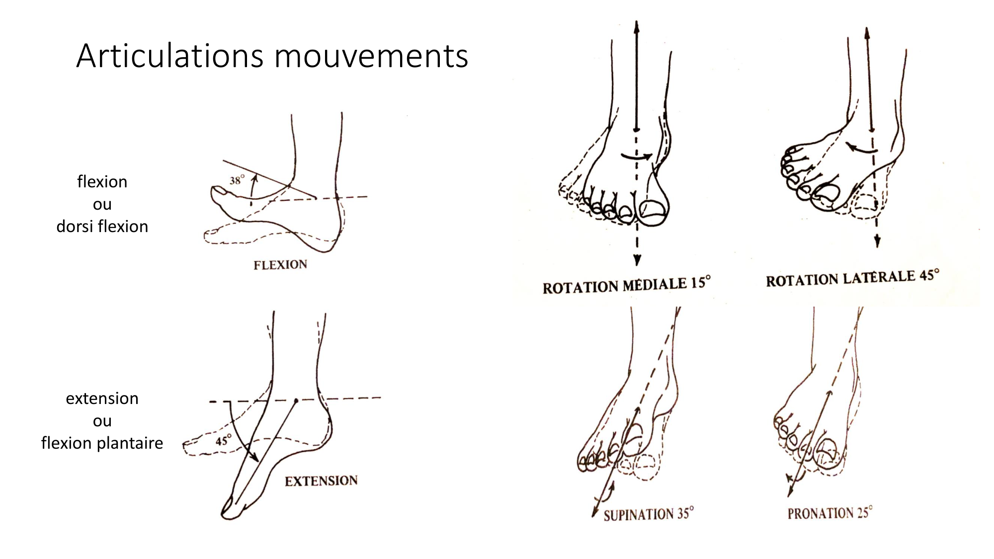 1 BA ostélogie MI bassin 2025-26 page 99