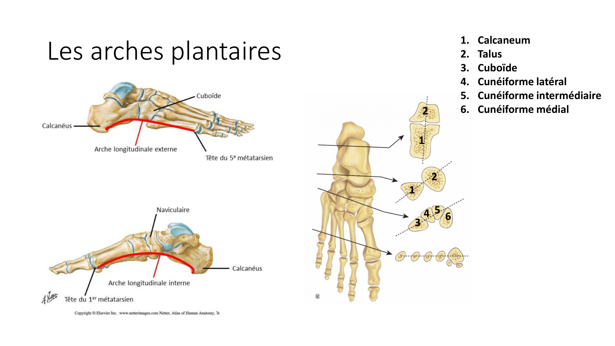 1 BA ostélogie MI bassin 2025-26 page 101