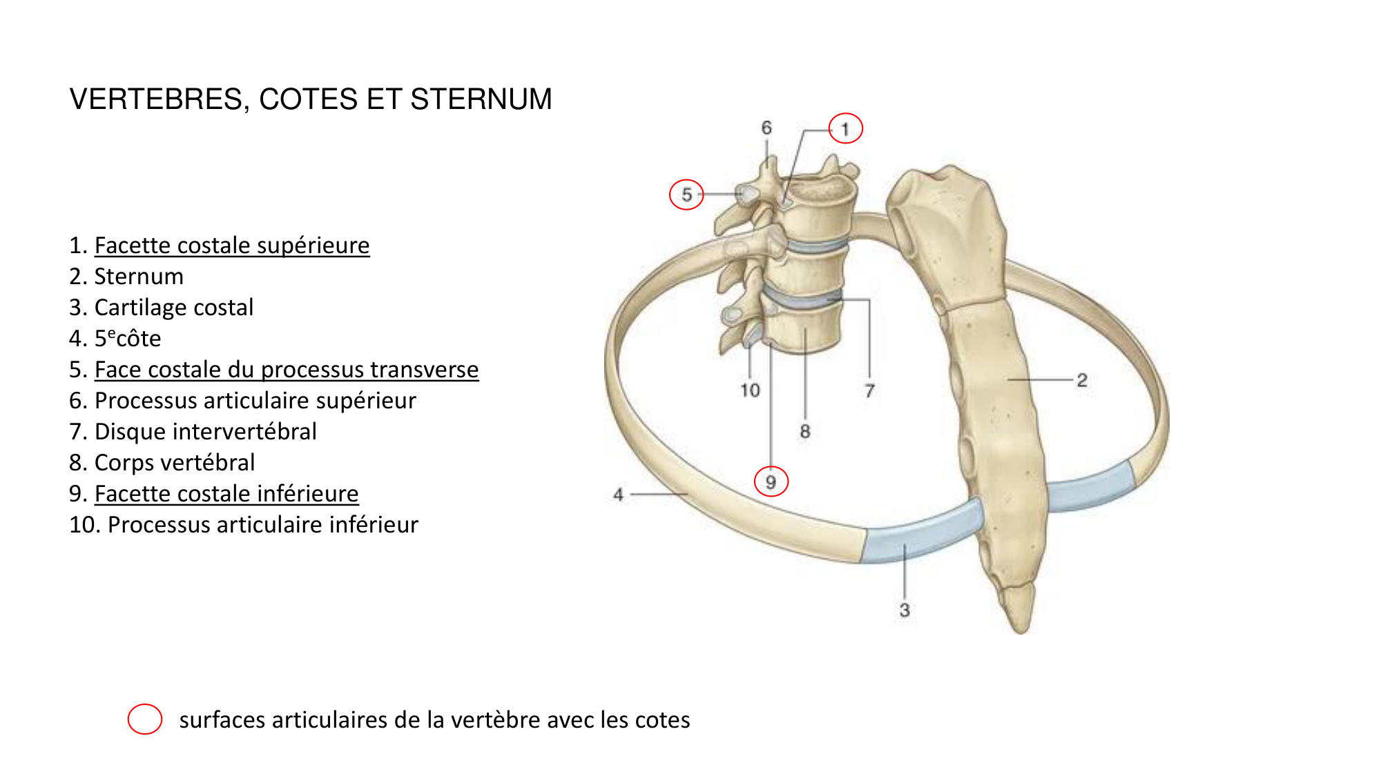1 BA ostéologie MS thorax 2025-26 page 5