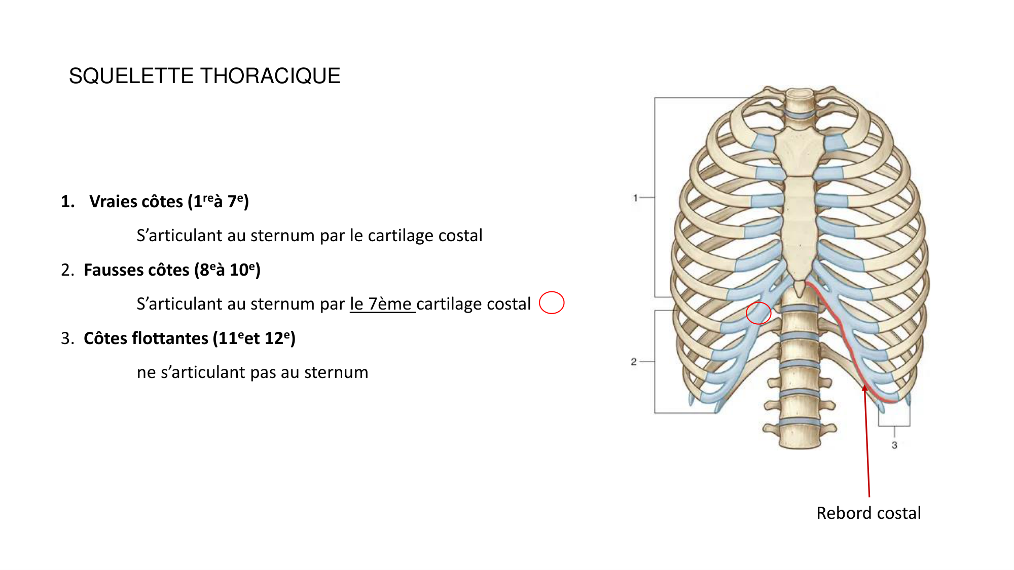 1 BA ostéologie MS thorax 2025-26 page 6