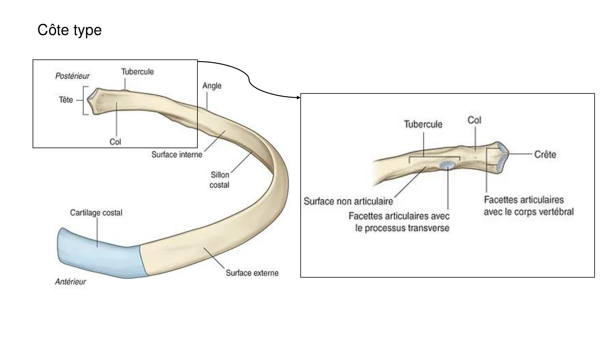 1 BA ostéologie MS thorax 2025-26 page 7