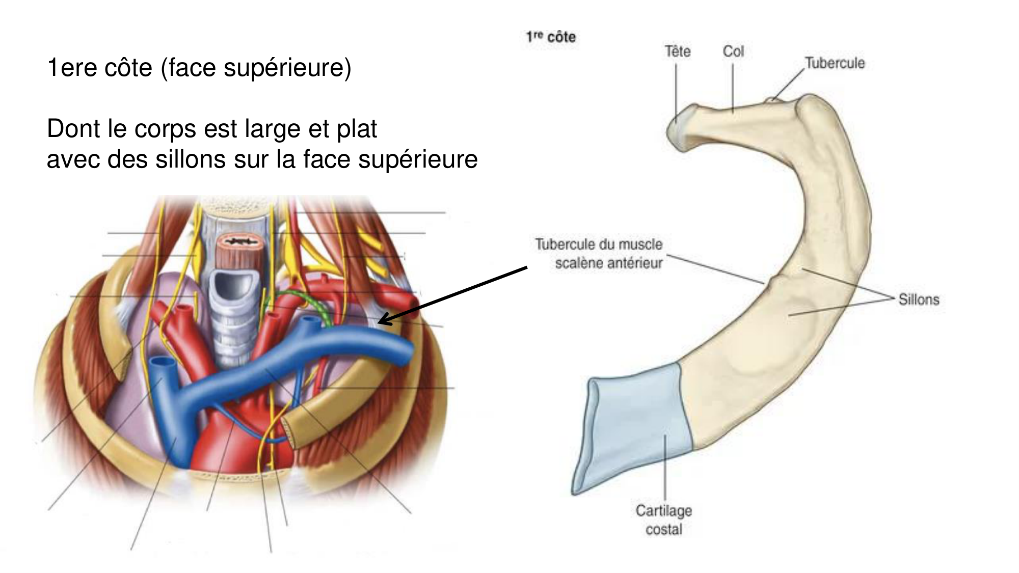 1 BA ostéologie MS thorax 2025-26 page 10
