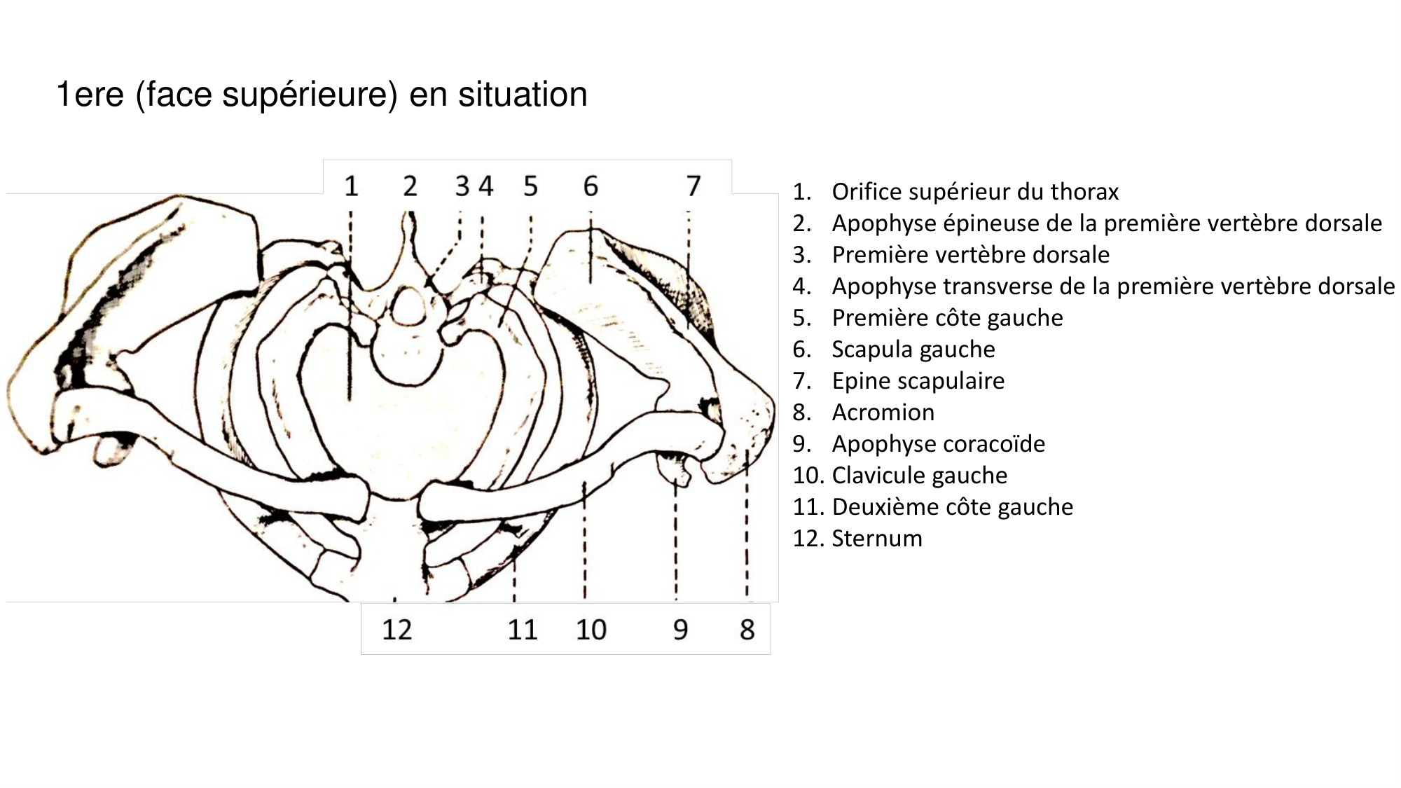 1 BA ostéologie MS thorax 2025-26 page 11