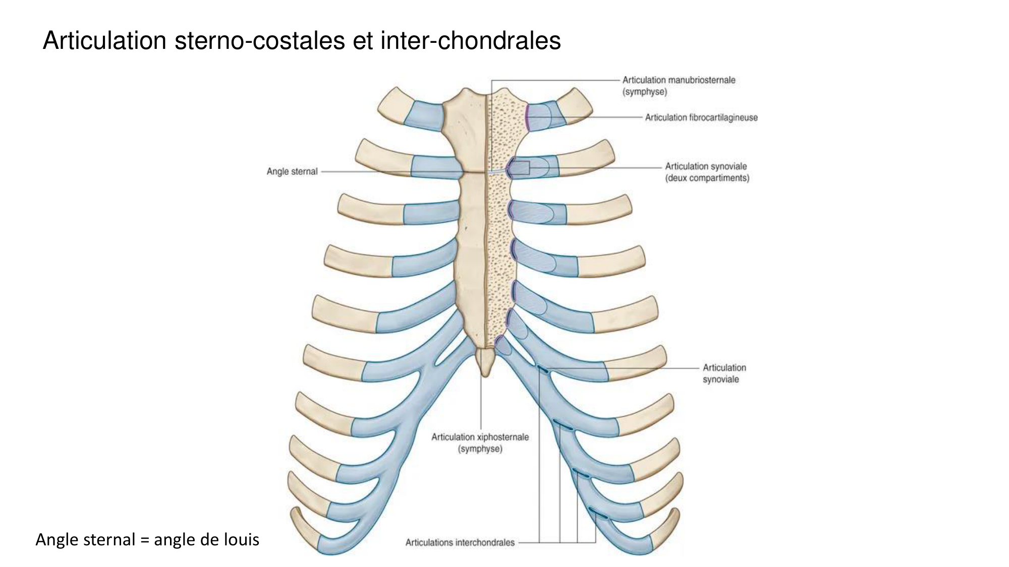 1 BA ostéologie MS thorax 2025-26 page 12