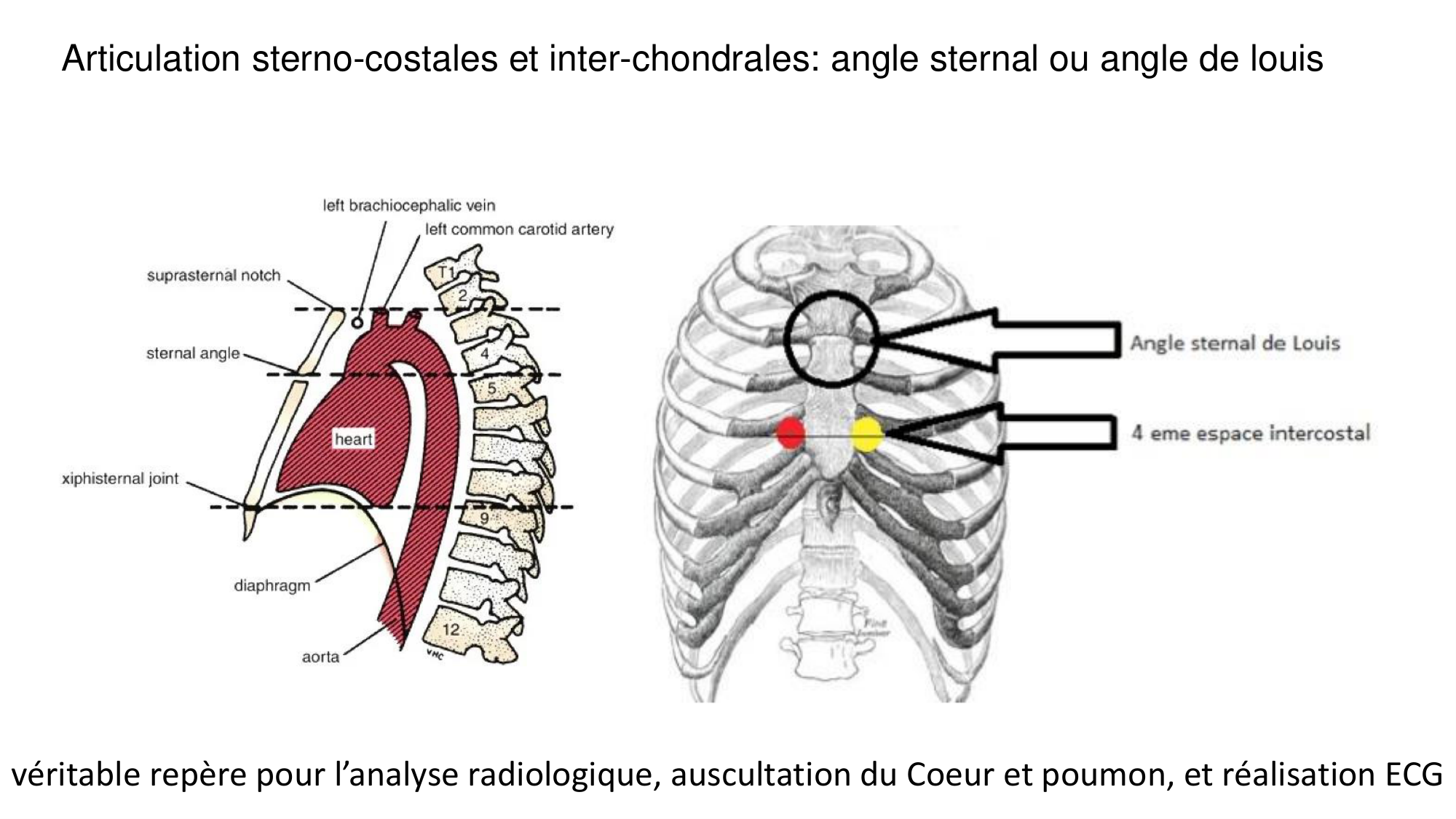 1 BA ostéologie MS thorax 2025-26 page 13